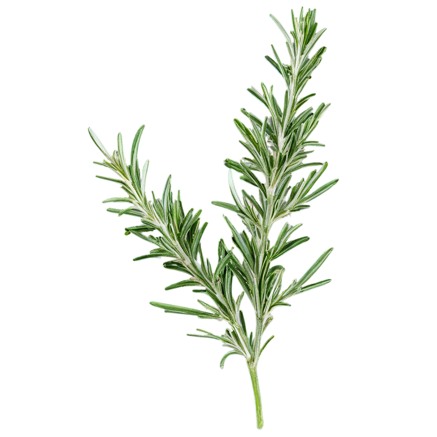 Rosemary herbs isolated on transparent background, #7296