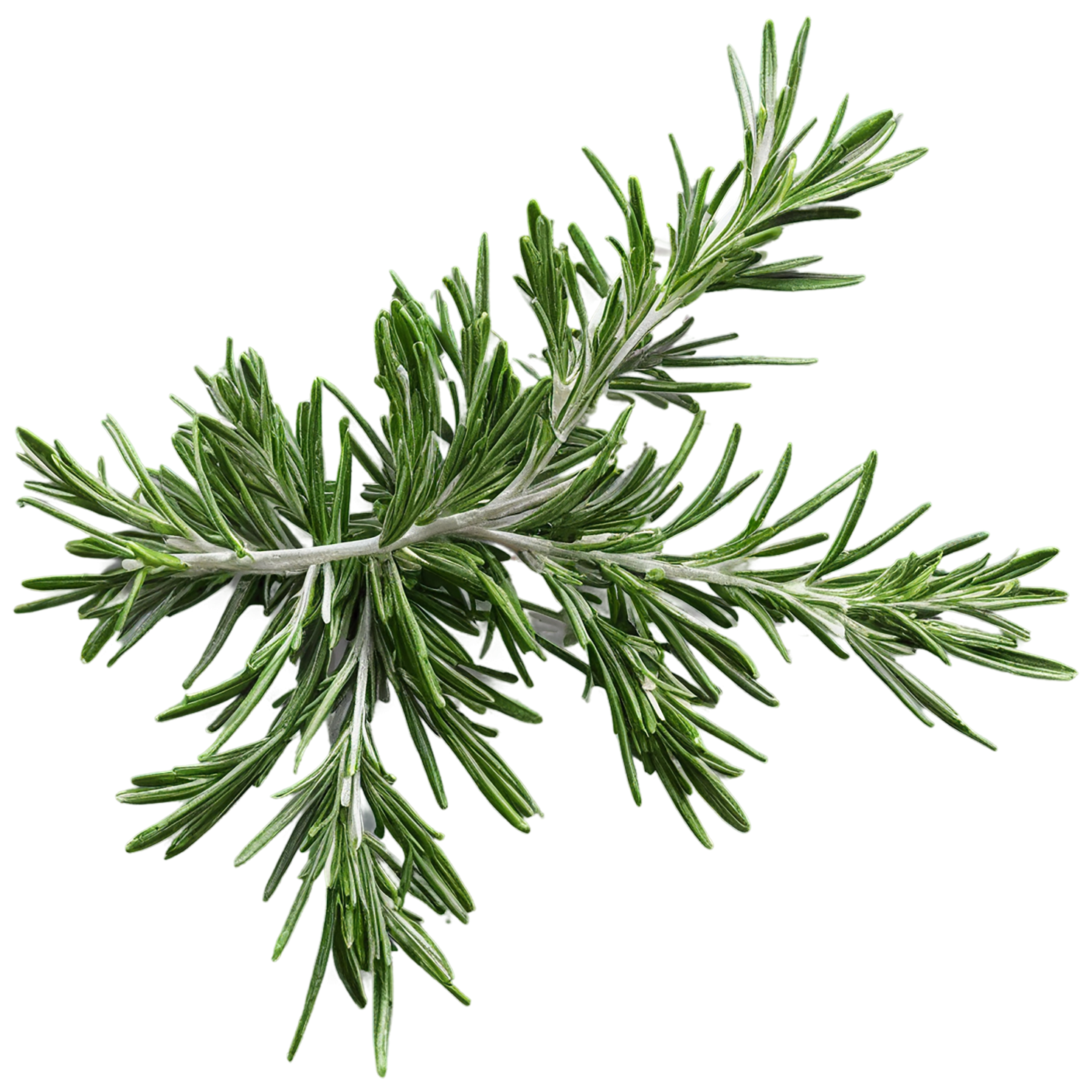 Rosemary herbs isolated on transparent background, #7297
