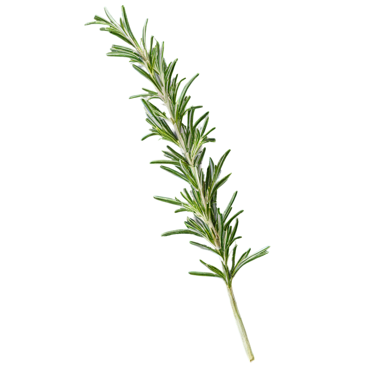 Rosemary herbs isolated on transparent background, #7299