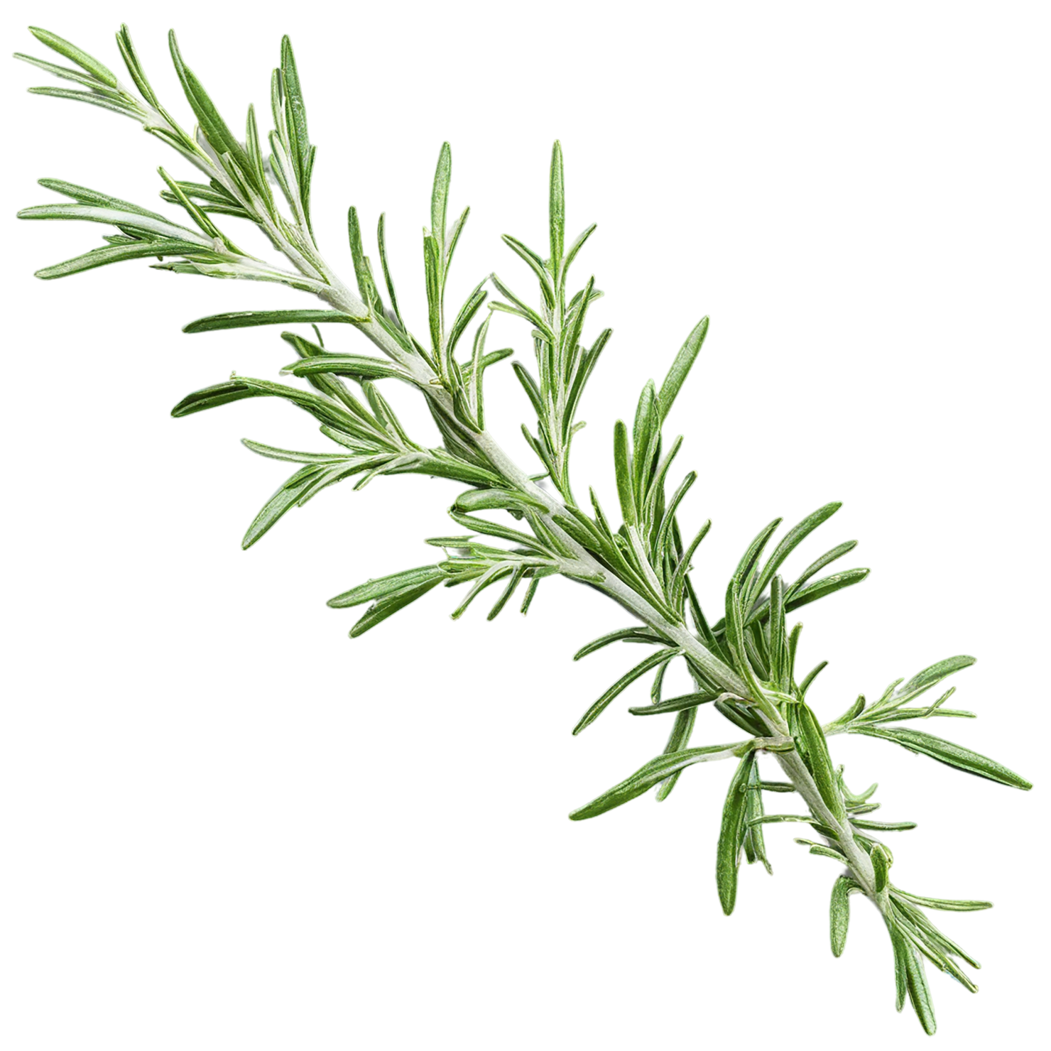Rosemary herbs isolated on transparent background, #7300