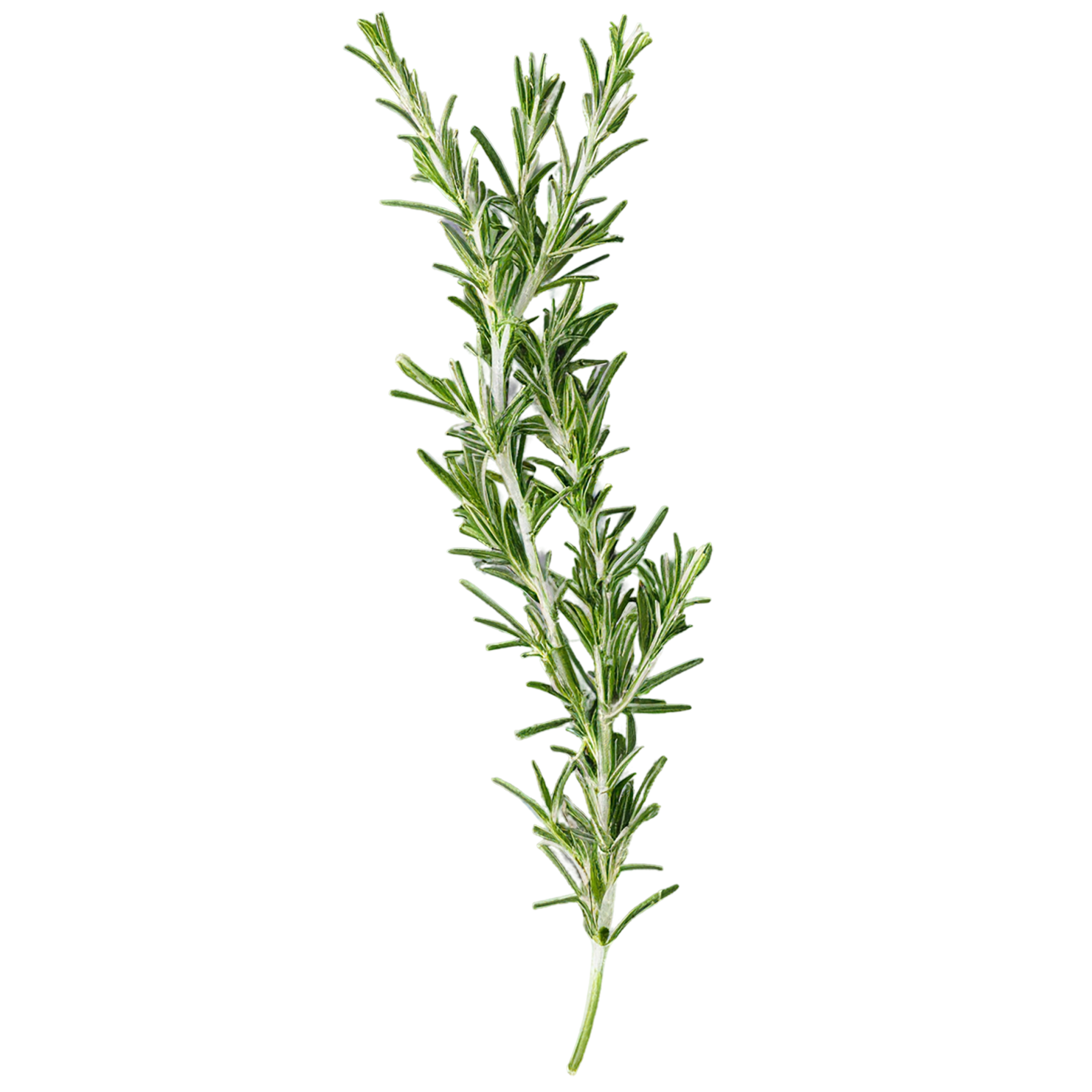Rosemary herbs isolated on transparent background, #7301