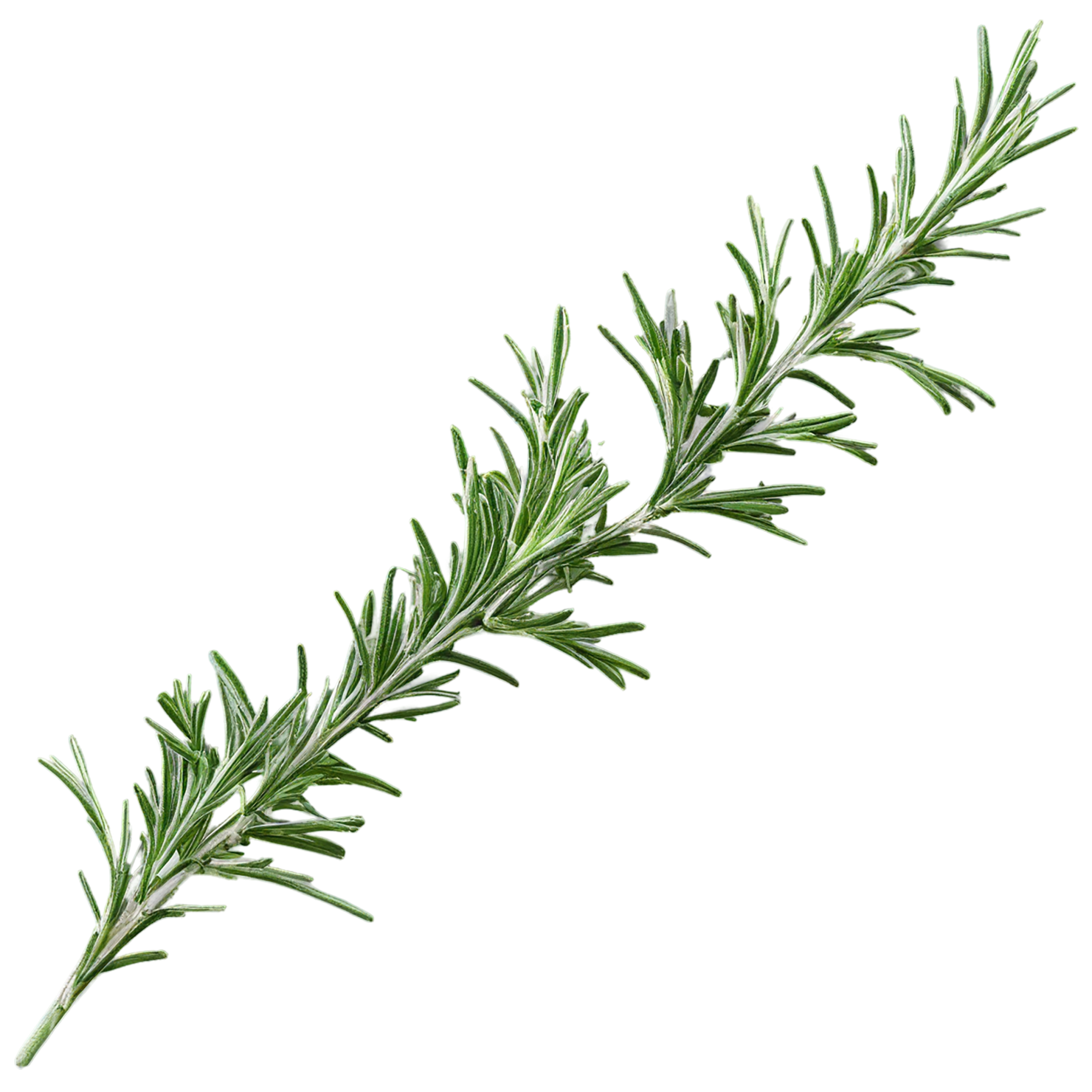 Rosemary herbs isolated on transparent background, #7302