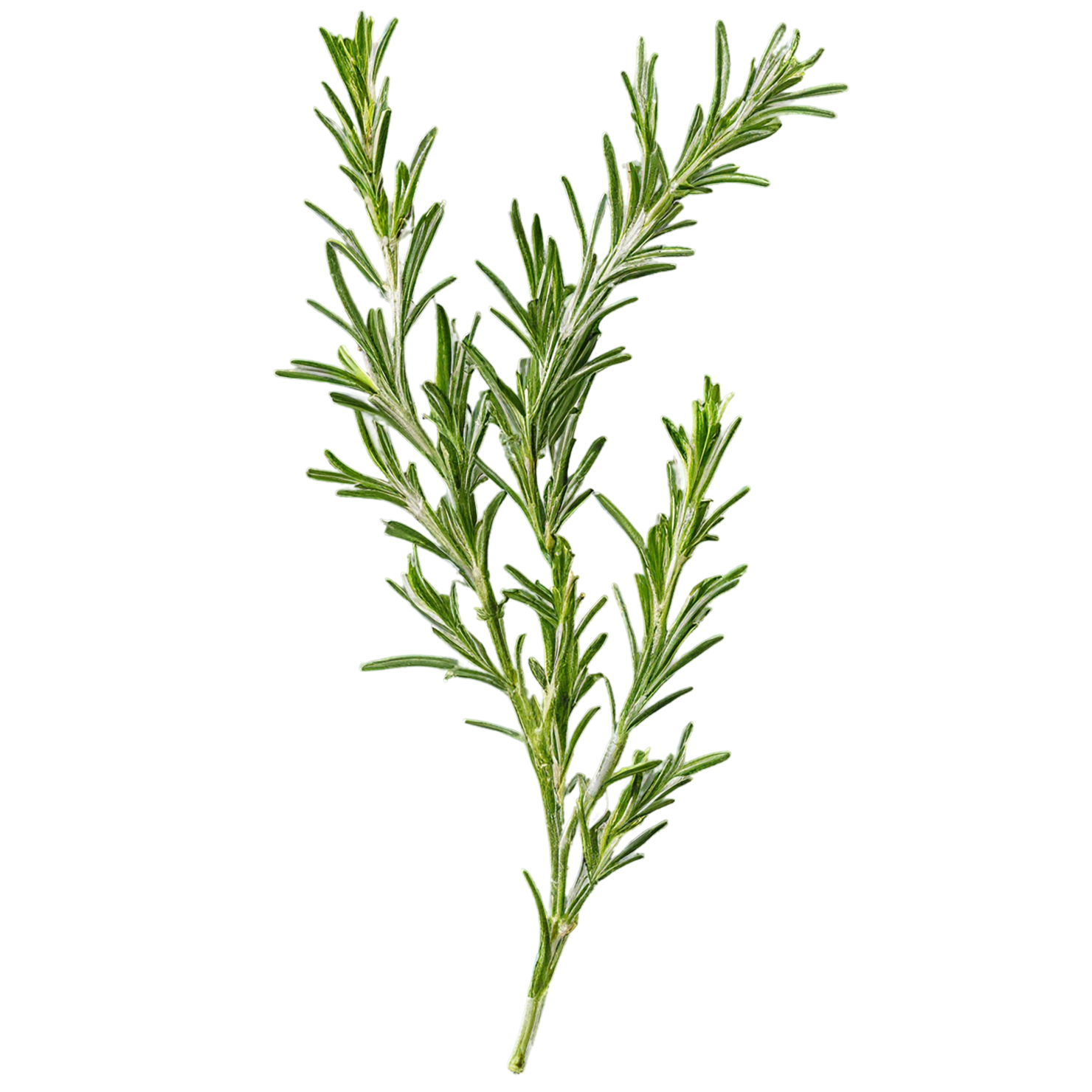 Rosemary herbs isolated on transparent background, #7303