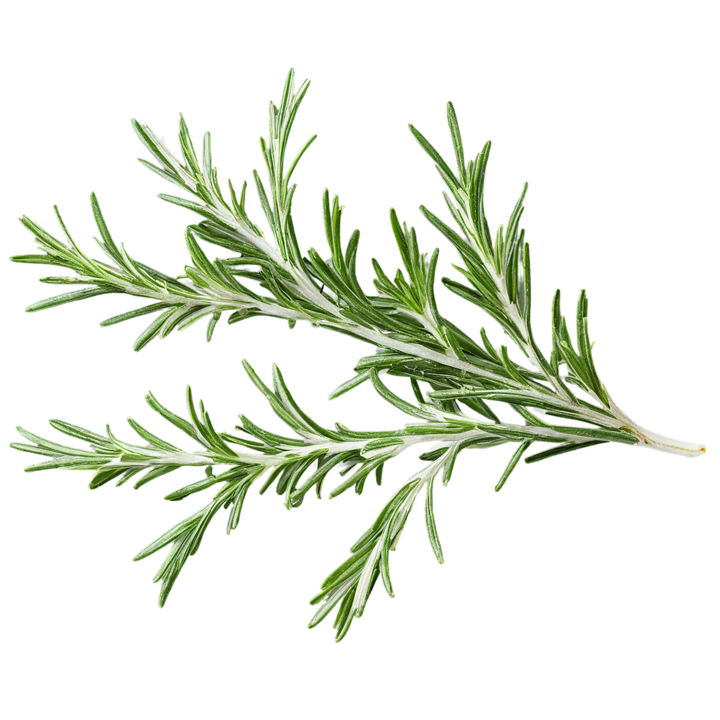 Rosemary herbs isolated on transparent background, #7304