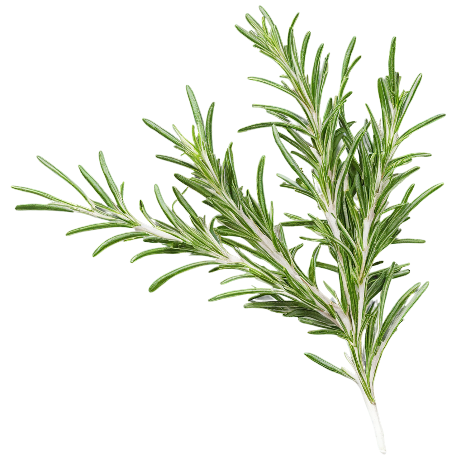 Rosemary herbs isolated on transparent background, #7307