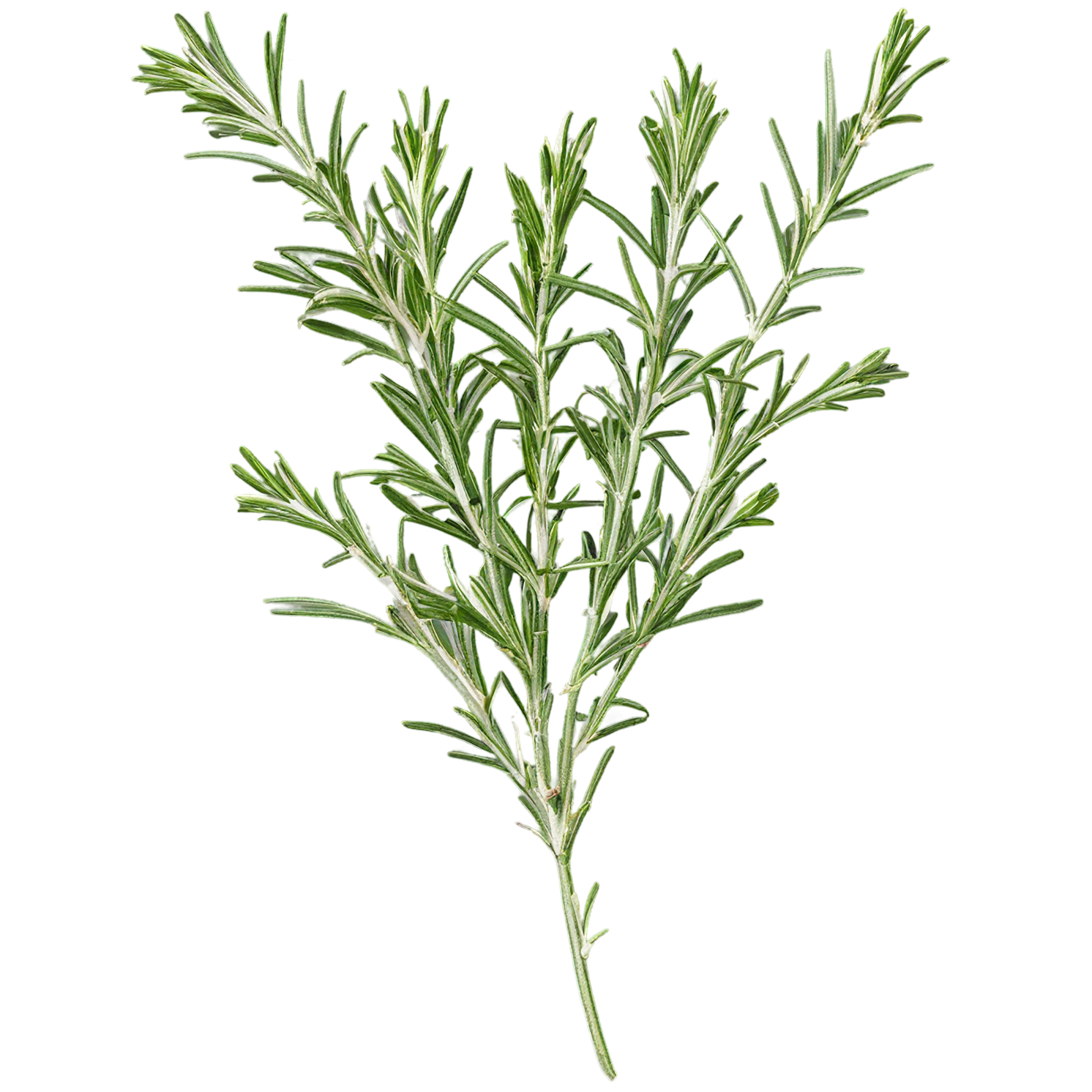 Rosemary herbs isolated on transparent background, #7308