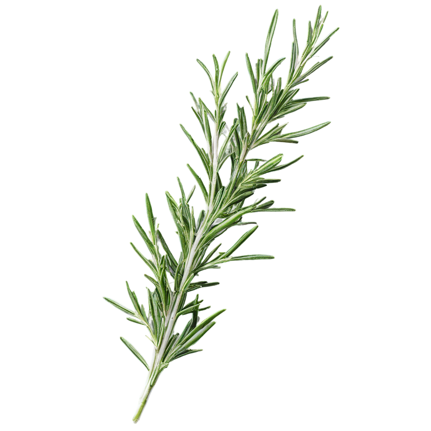 Rosemary herbs isolated on transparent background, #7309