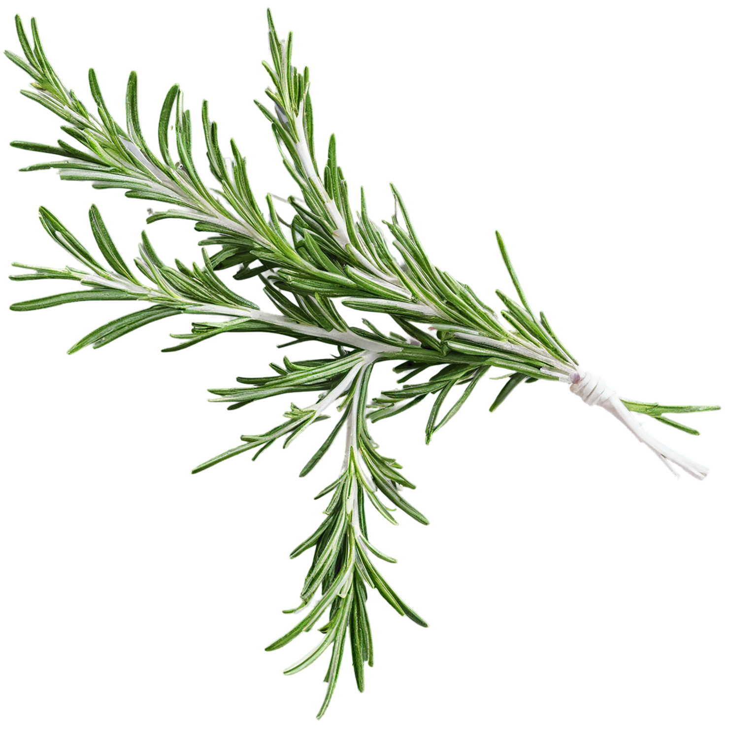 Rosemary herbs isolated on transparent background, #7310