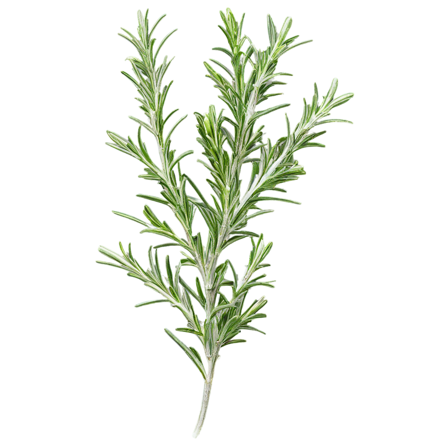 Rosemary herbs isolated on transparent background, #7311
