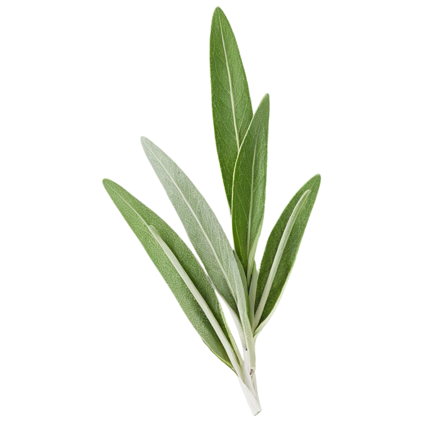 Sage herbs isolated on transparent background, #7317