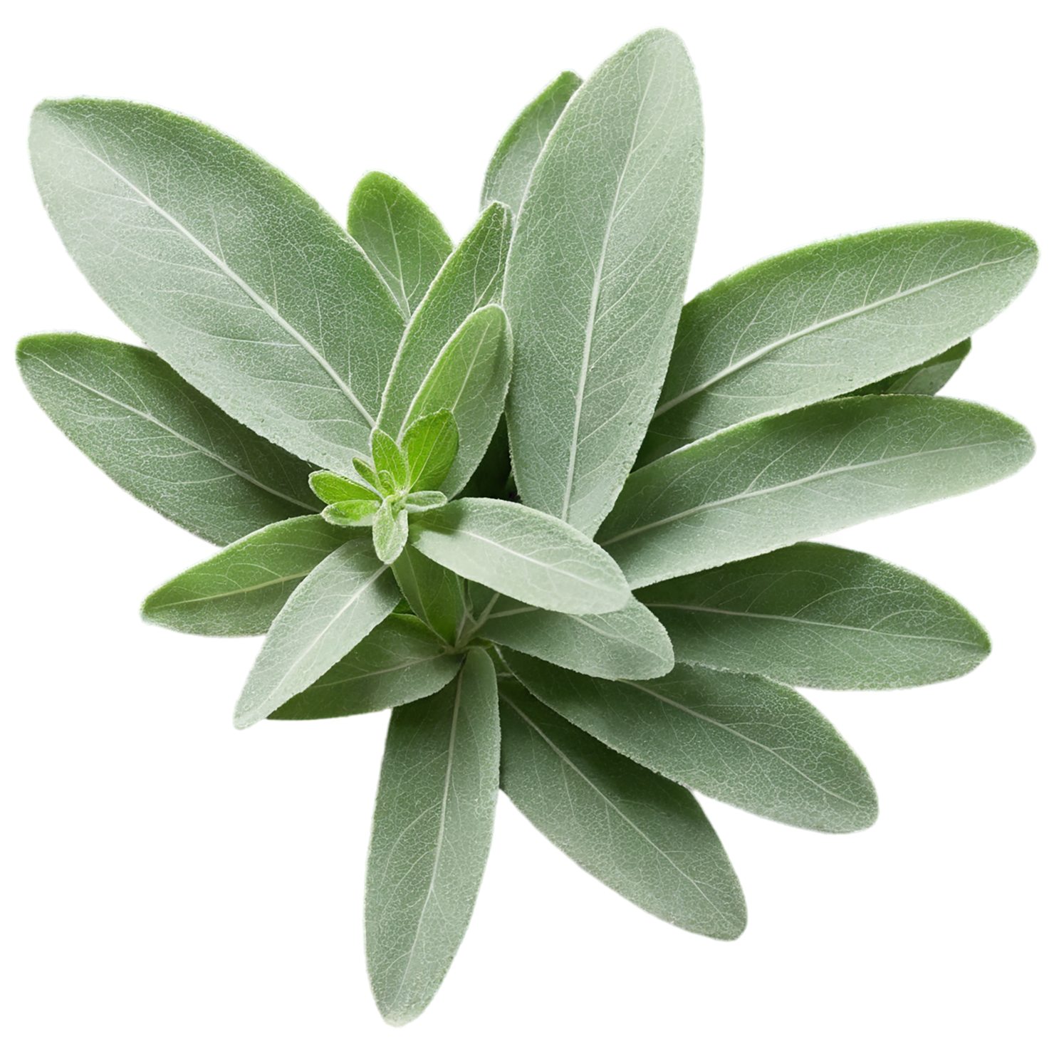 Sage herbs isolated on transparent background, #7319