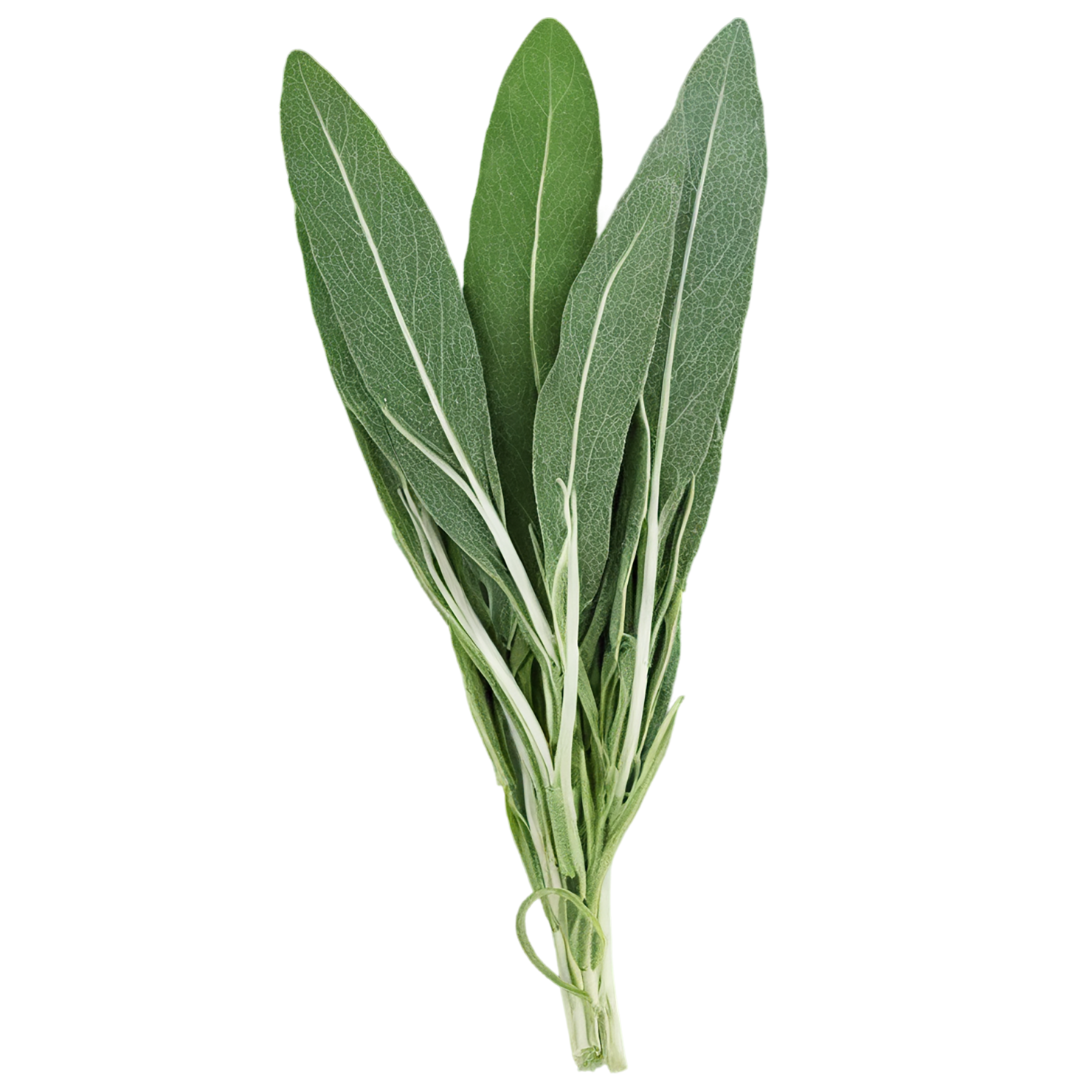 Sage herbs isolated on transparent background, #7320