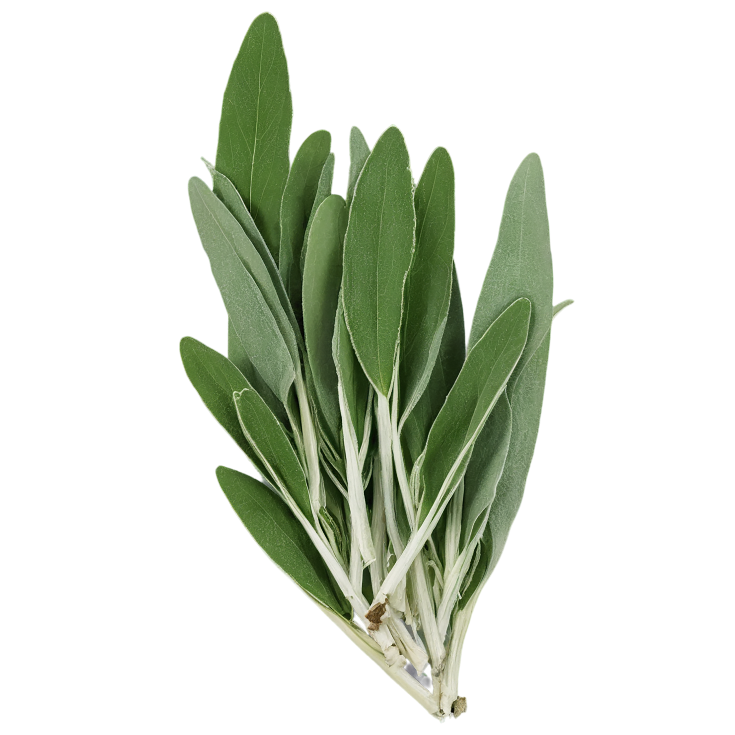 Sage herbs isolated on transparent background, #7323