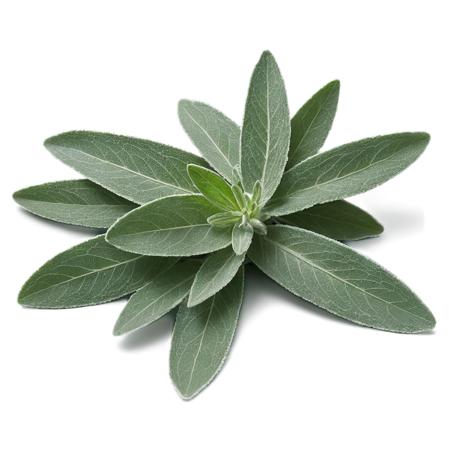 Sage herbs isolated on transparent background, #7324