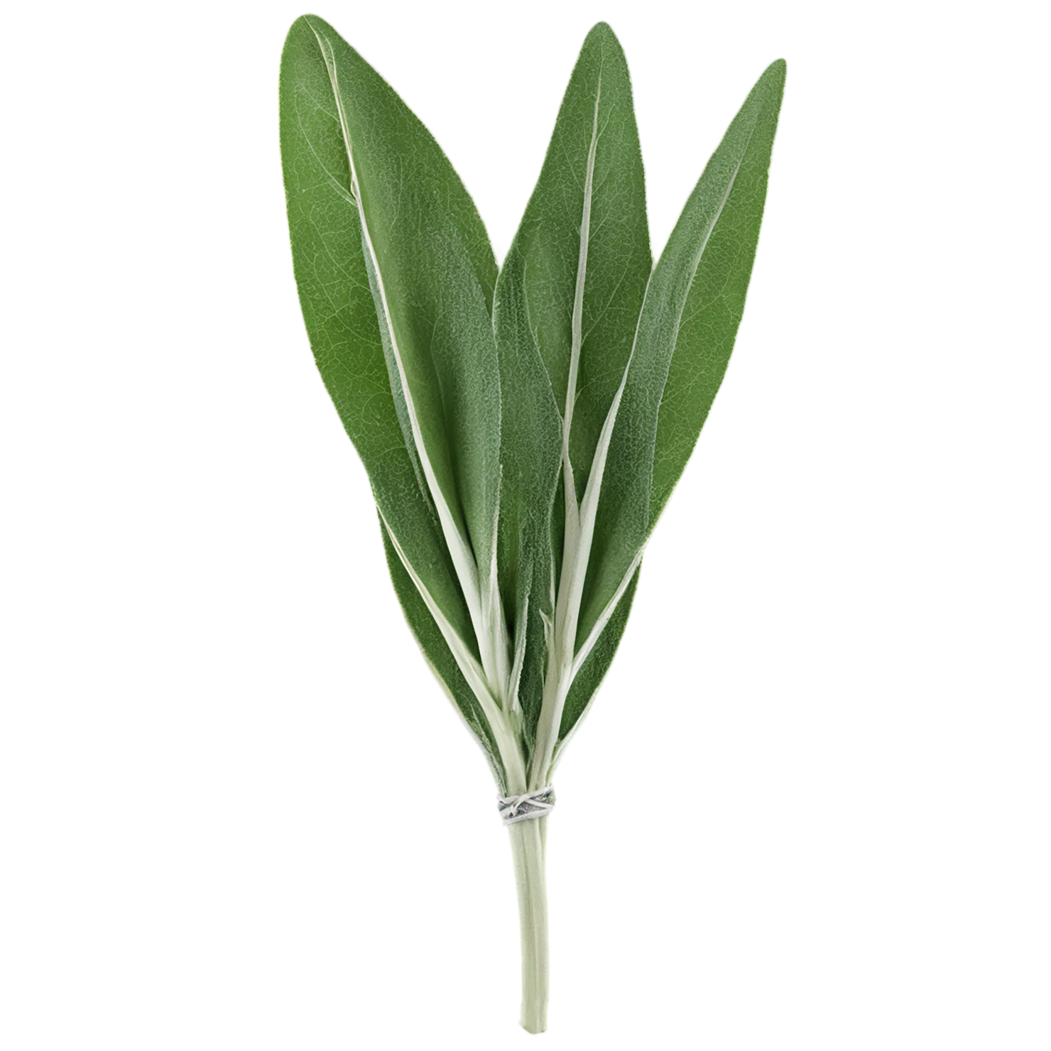 Sage herbs isolated on transparent background, #7329