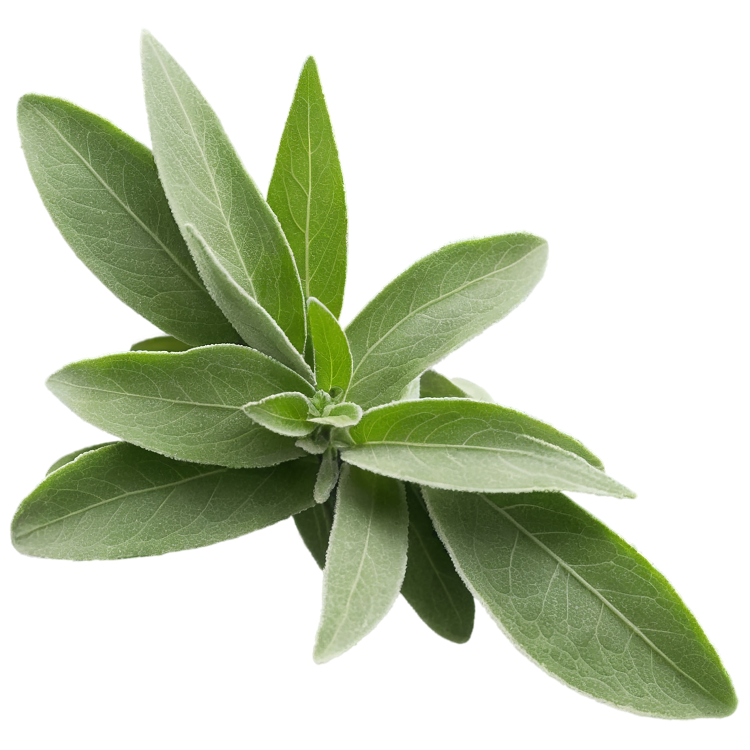 Sage herbs isolated on transparent background, #7330