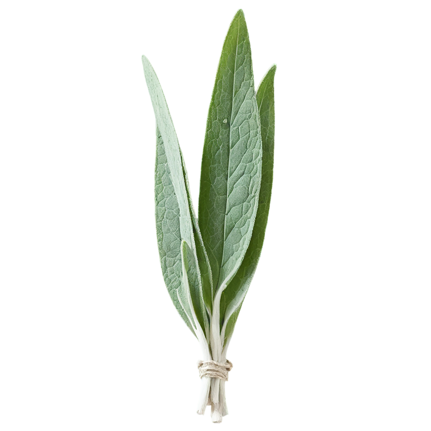 Sage herbs isolated on transparent background, #7331