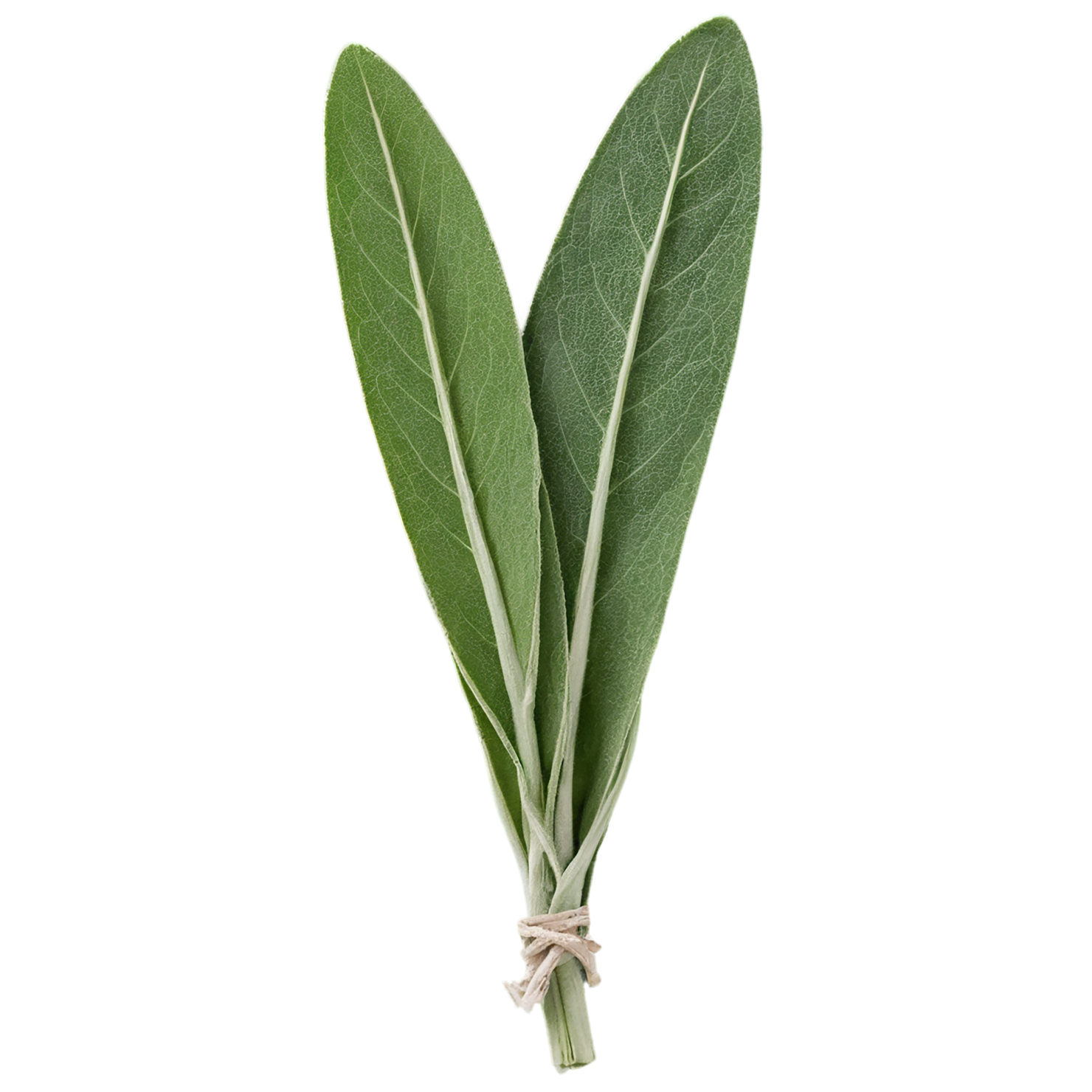 Sage herbs isolated on transparent background, #7332