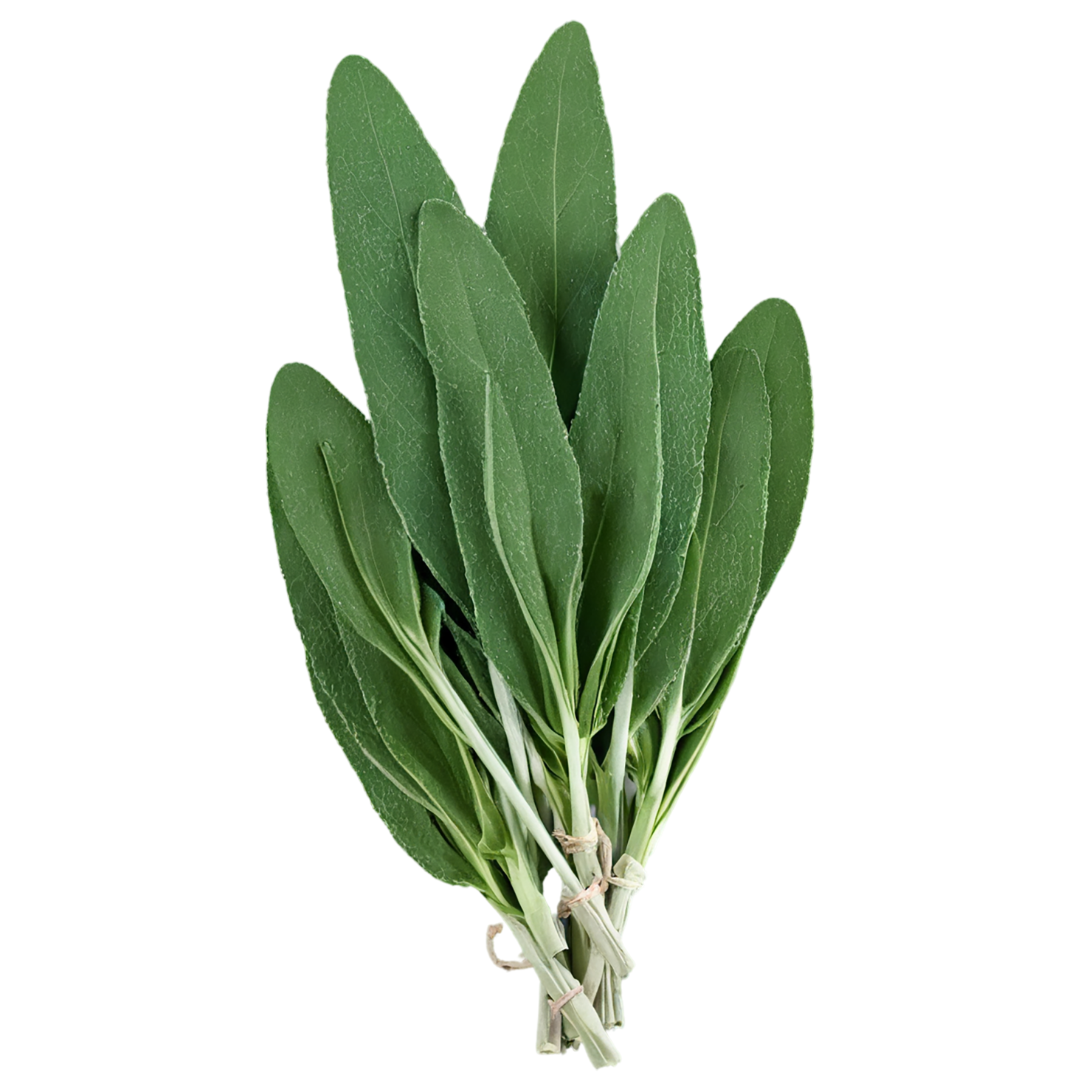 Sage herbs isolated on transparent background, #7333