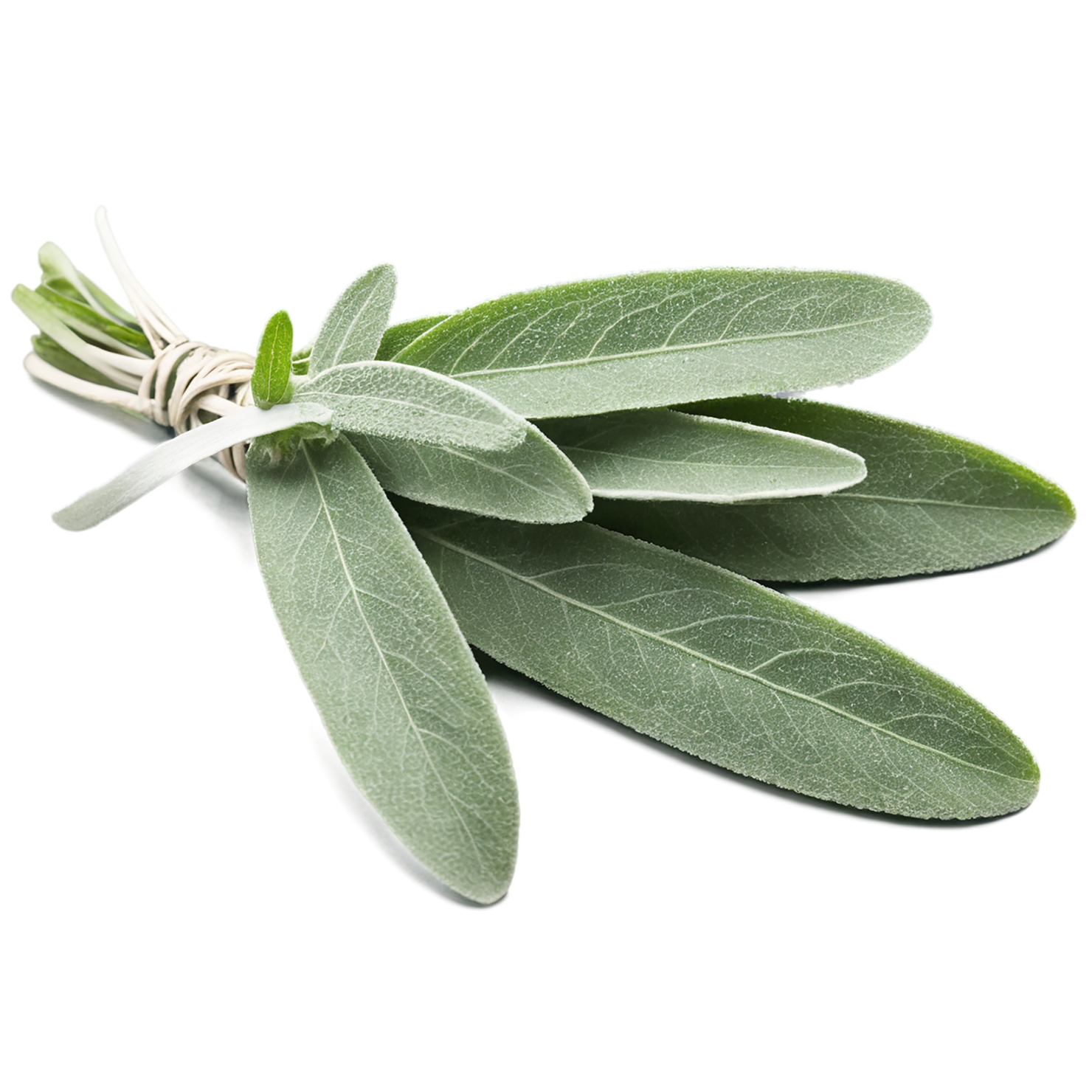 Sage herbs isolated on transparent background, #7335