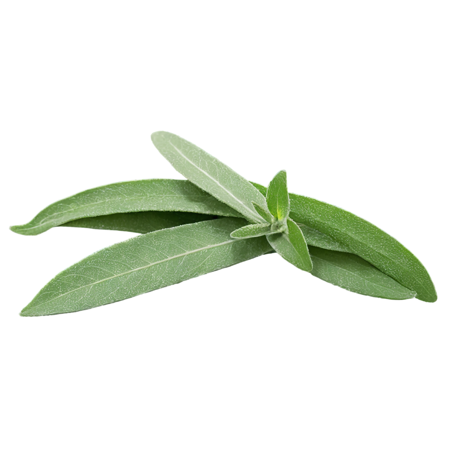 Sage herbs isolated on transparent background, #7336