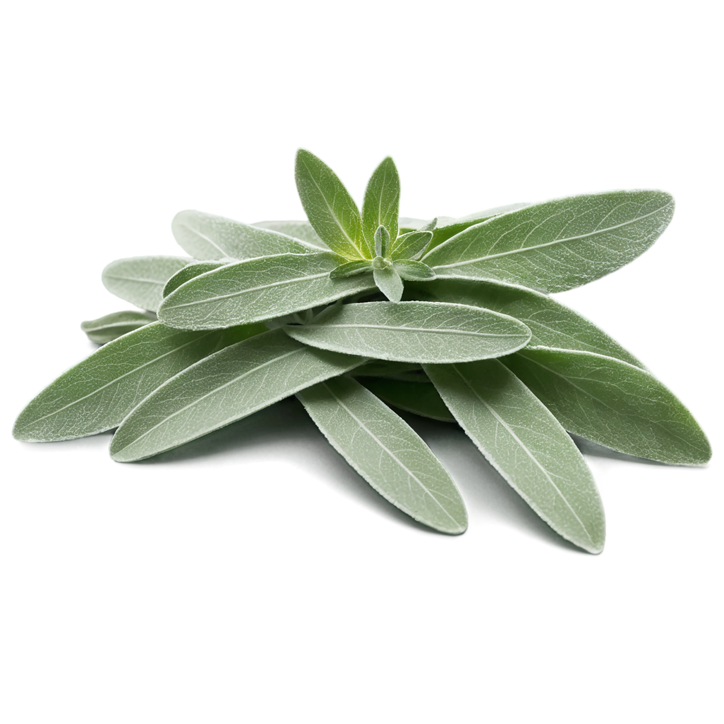 Sage herbs isolated on transparent background, #7337