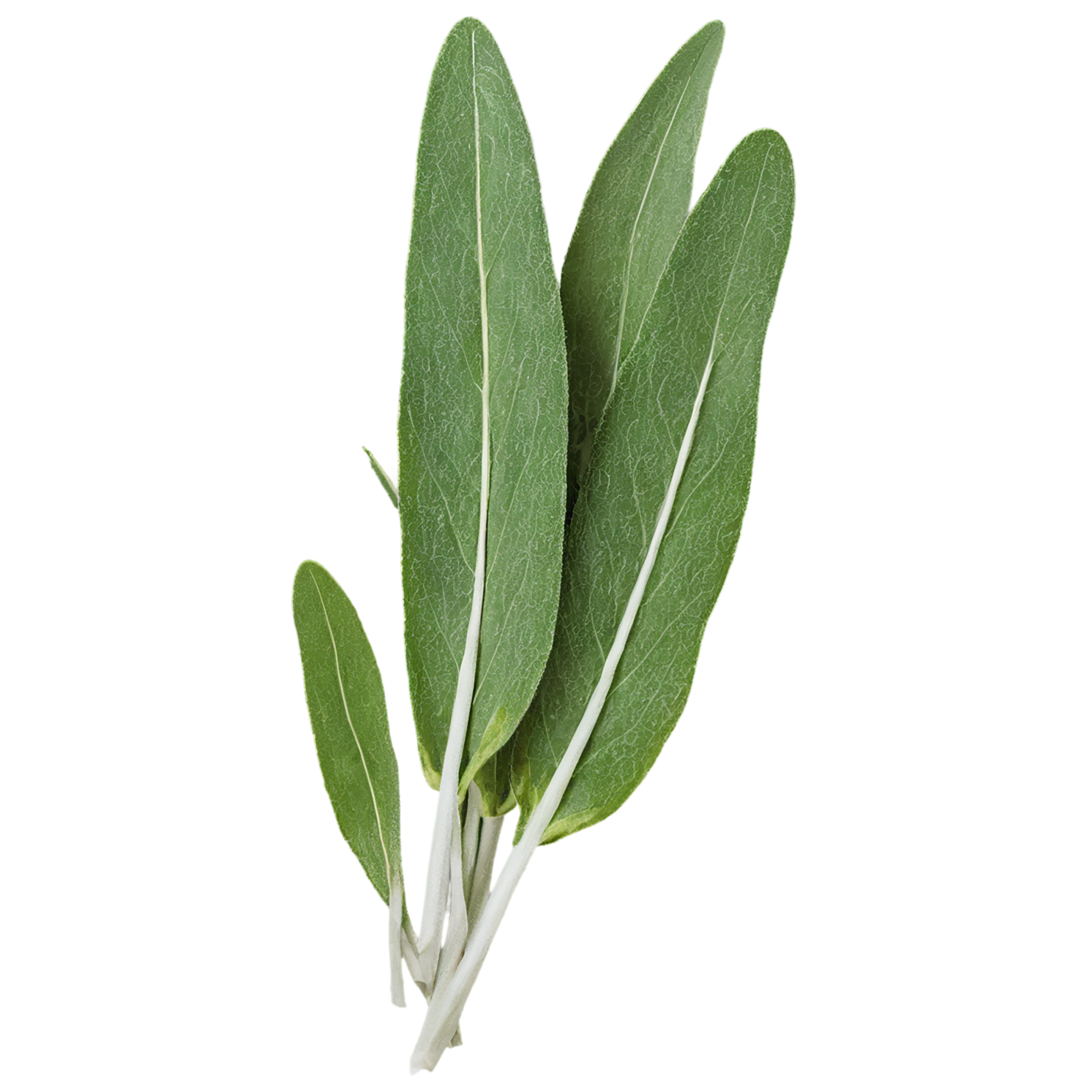 Sage herbs isolated on transparent background, #7338