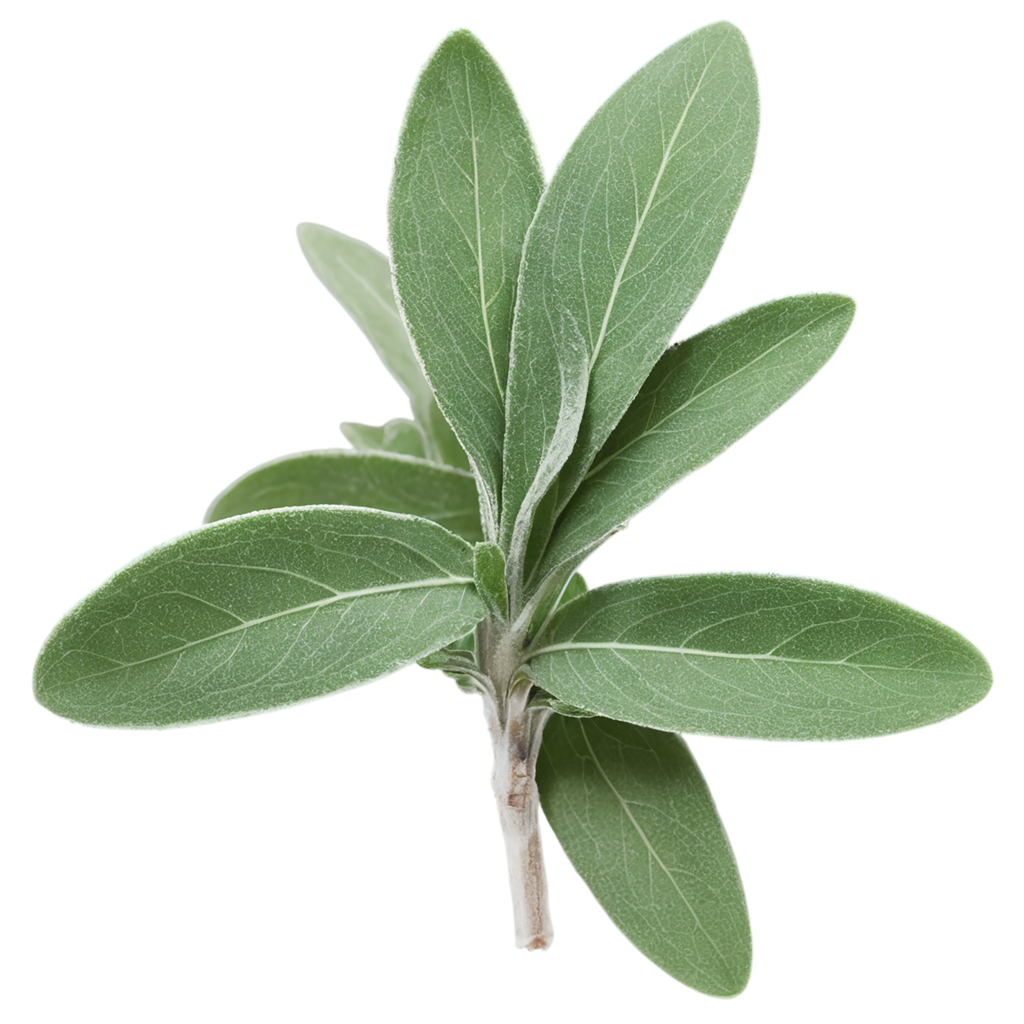 Sage herbs isolated on transparent background, #7339