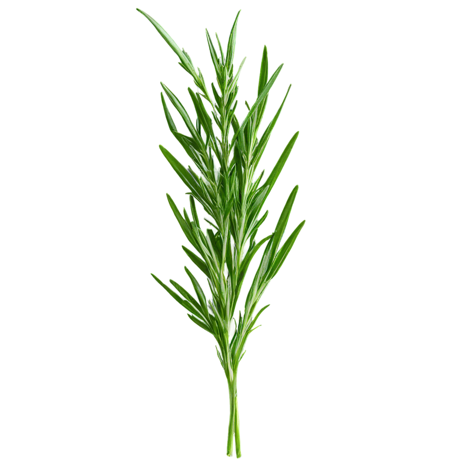 Tarragon herbs isolated on transparent background, #7342