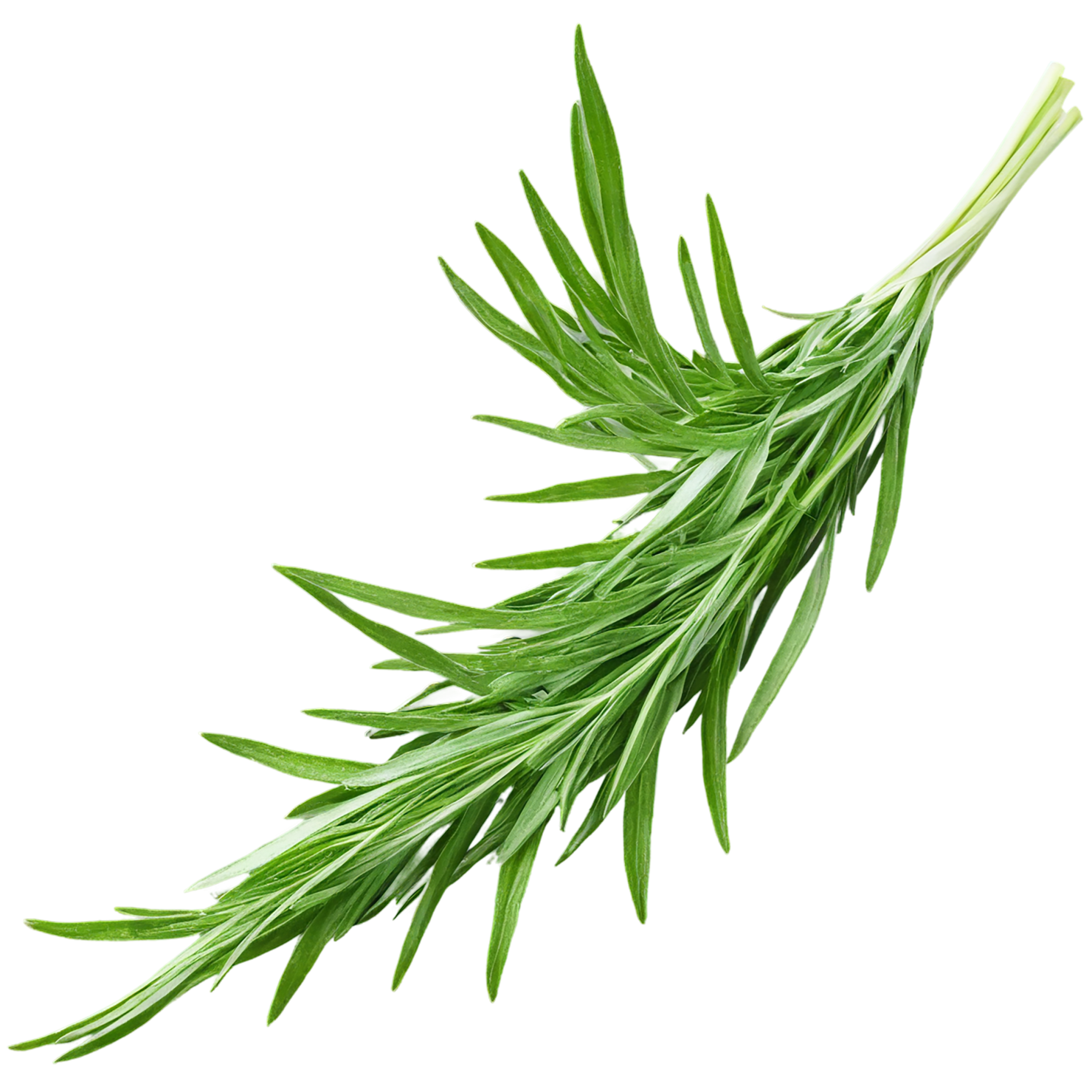 Tarragon herbs isolated on transparent background, #7343