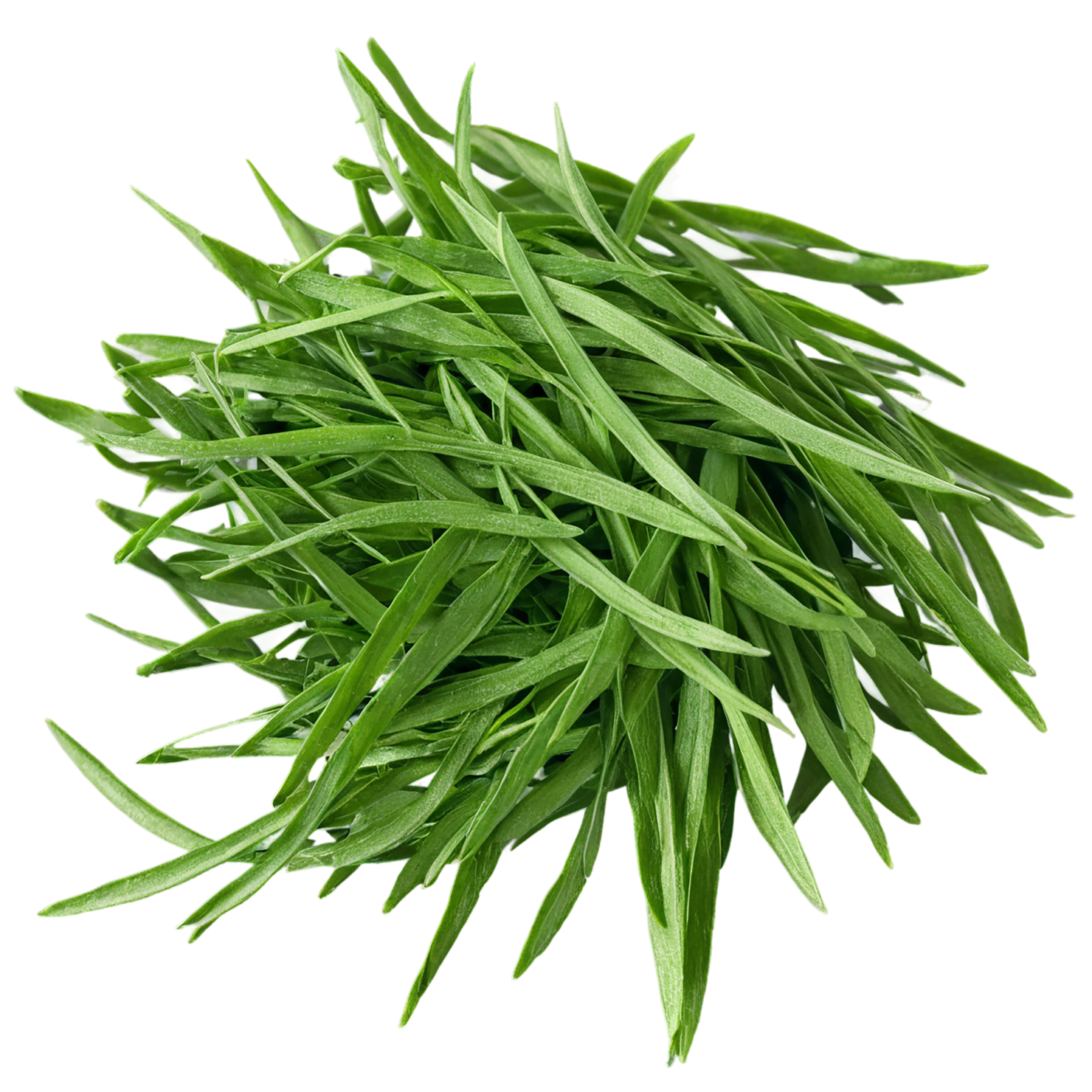 Tarragon herbs isolated on transparent background, #7344