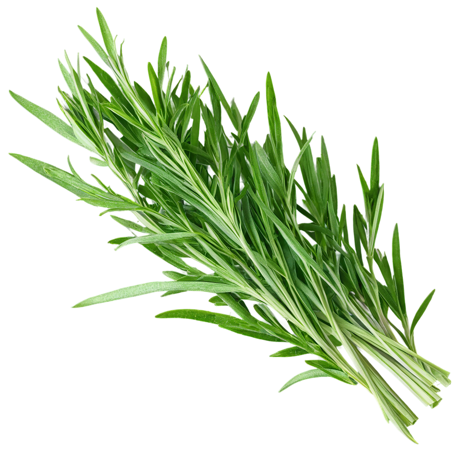 Tarragon herbs isolated on transparent background, #7345