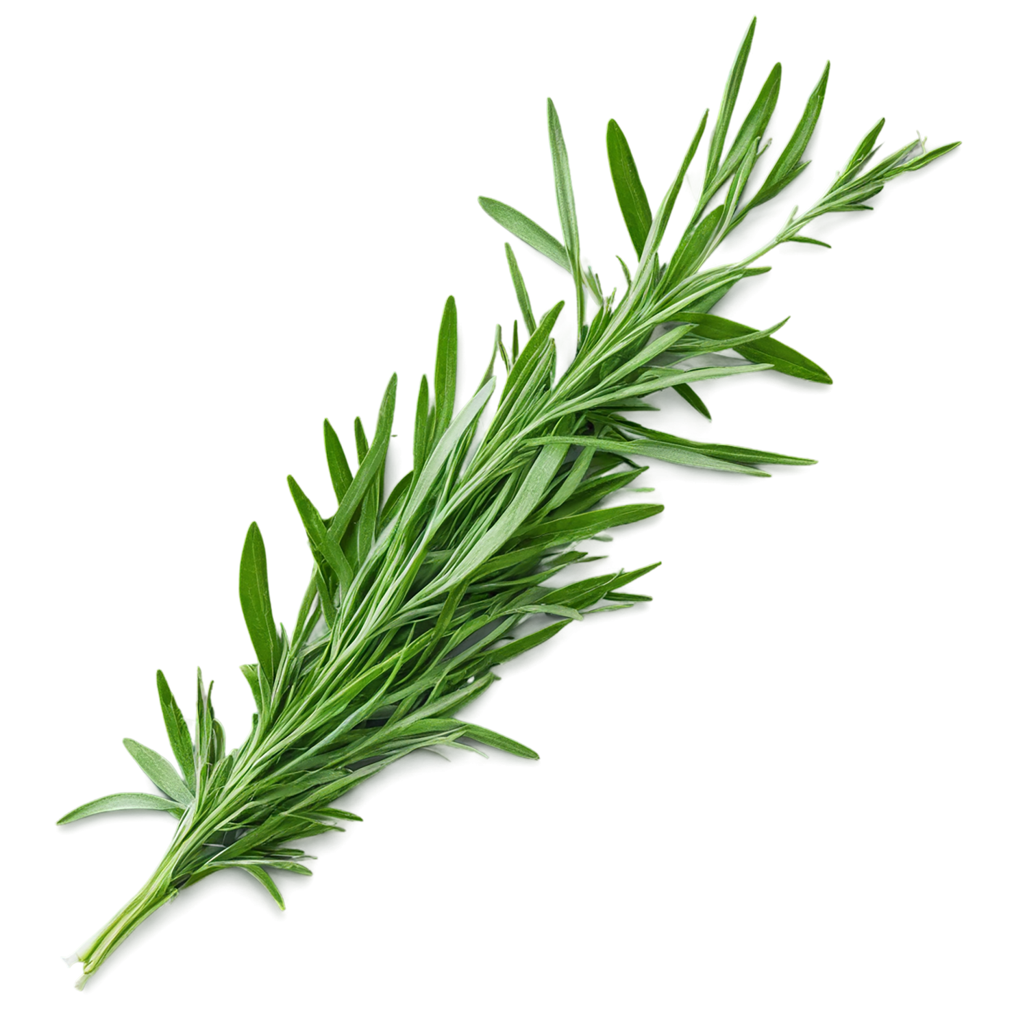 Tarragon herbs isolated on transparent background, #7346