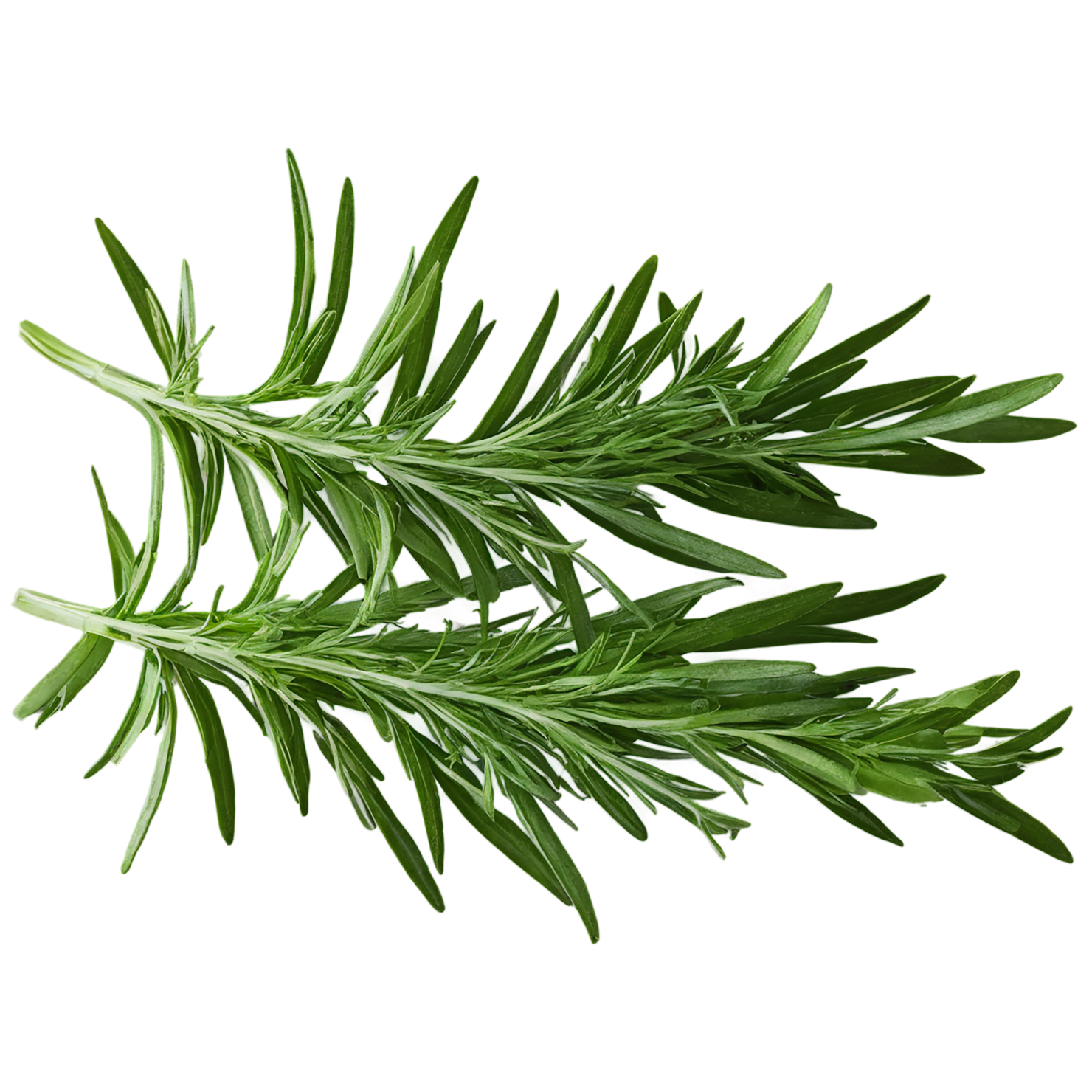 Tarragon herbs isolated on transparent background, #7347