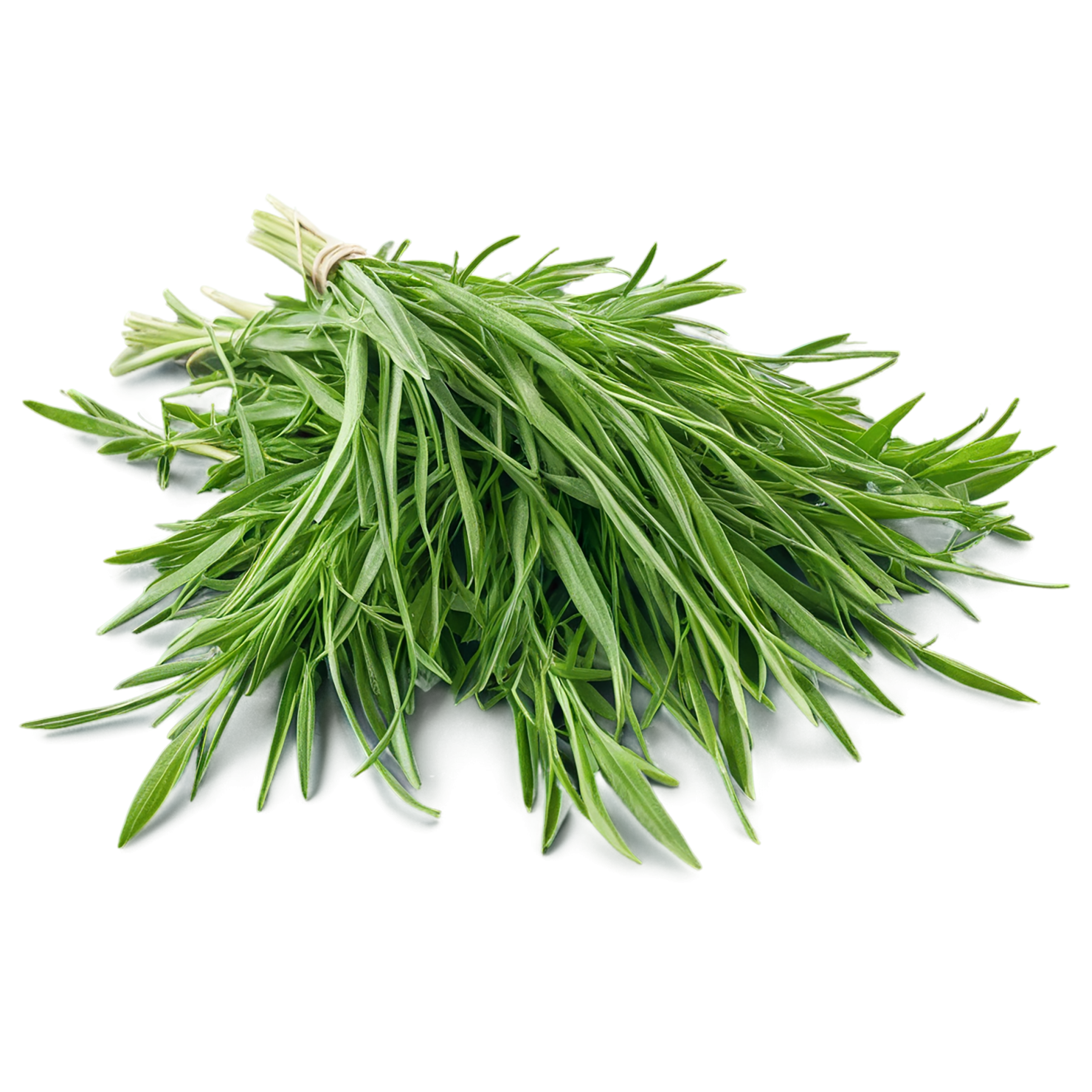 Tarragon herbs isolated on transparent background, #7348