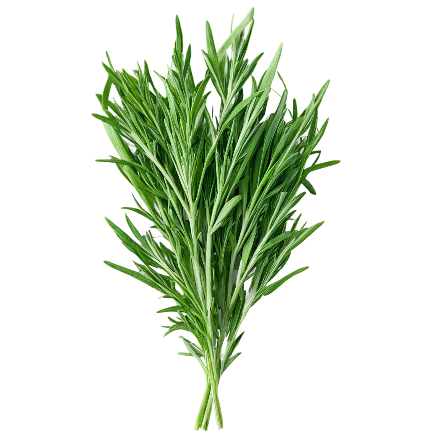 Tarragon herbs isolated on transparent background, #7349