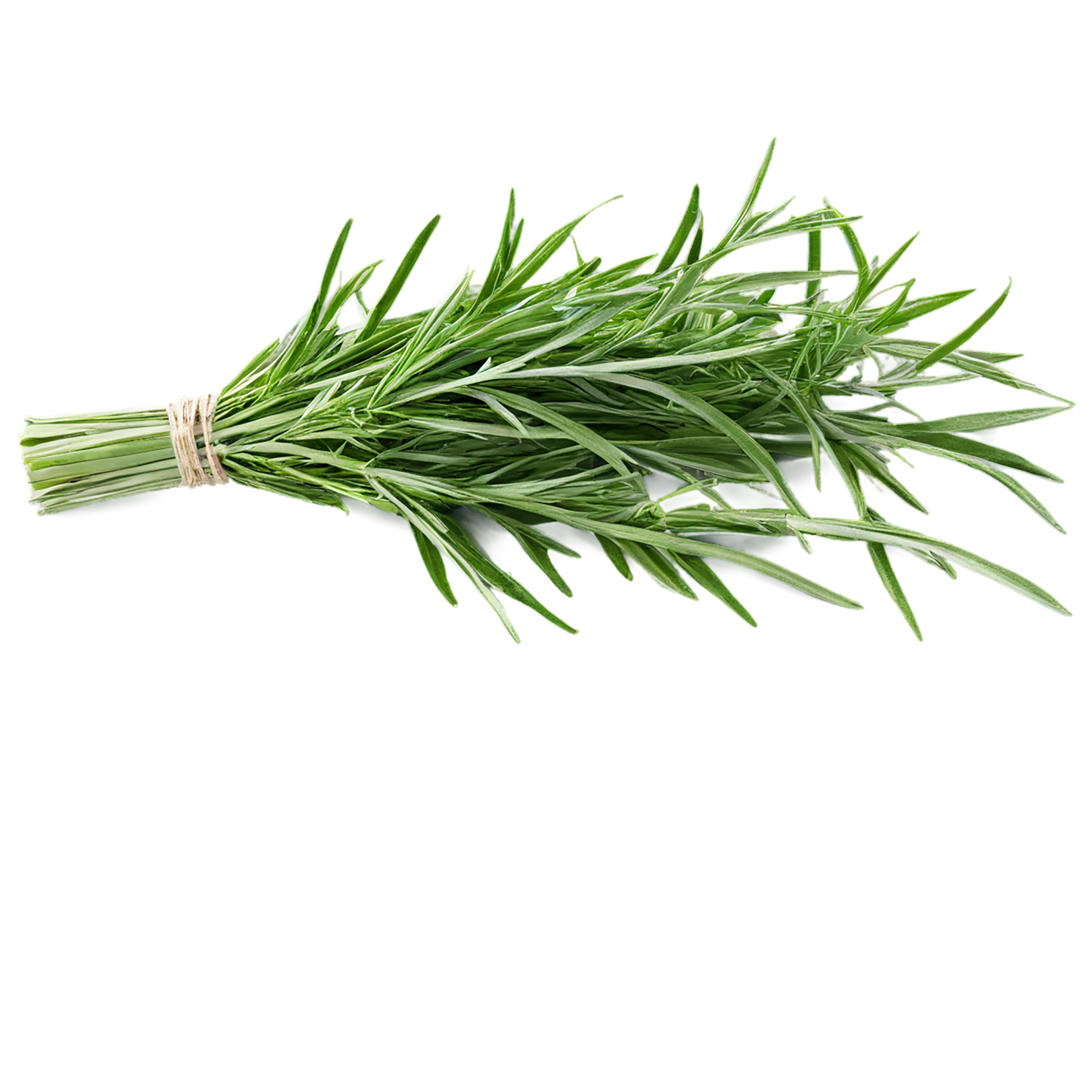 Tarragon herbs isolated on transparent background, #7351