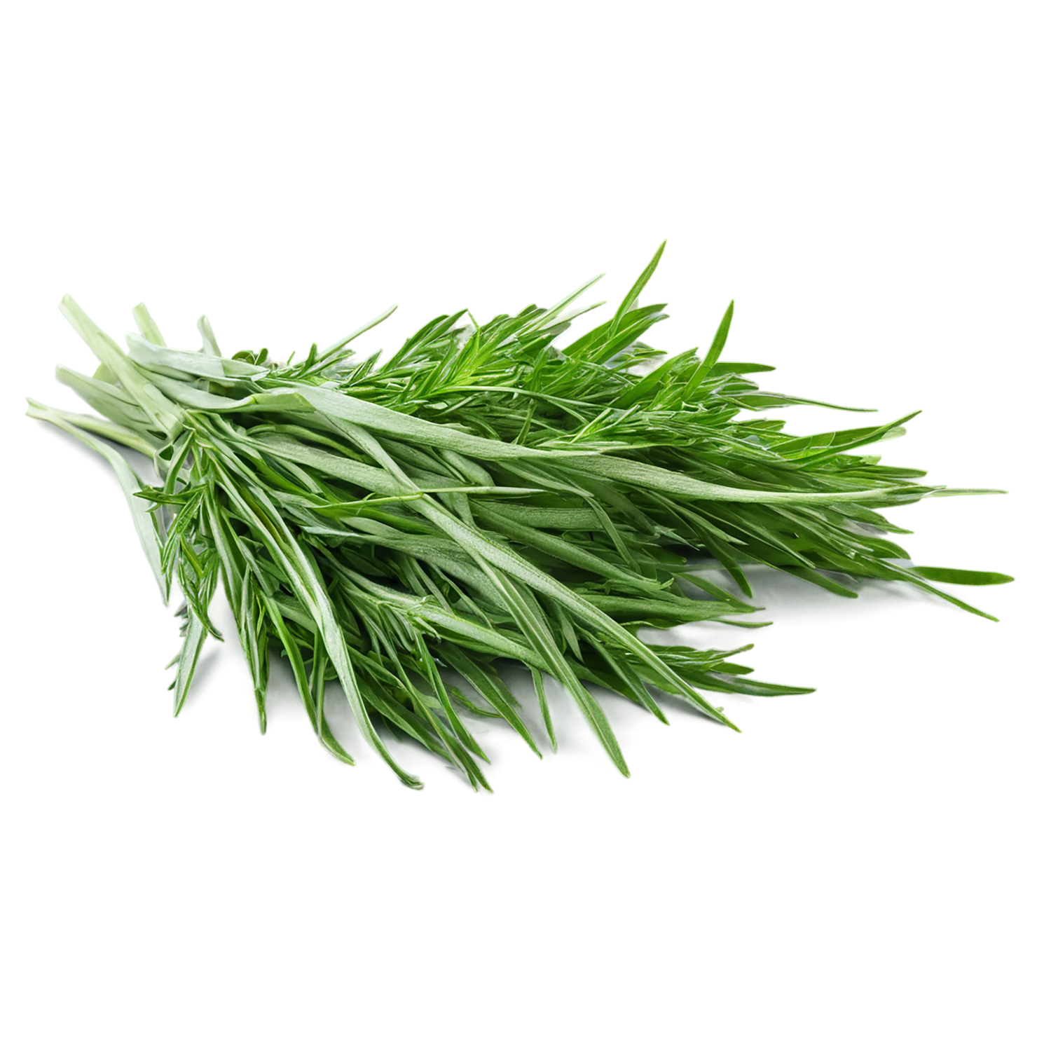 Tarragon herbs isolated on transparent background, #7352