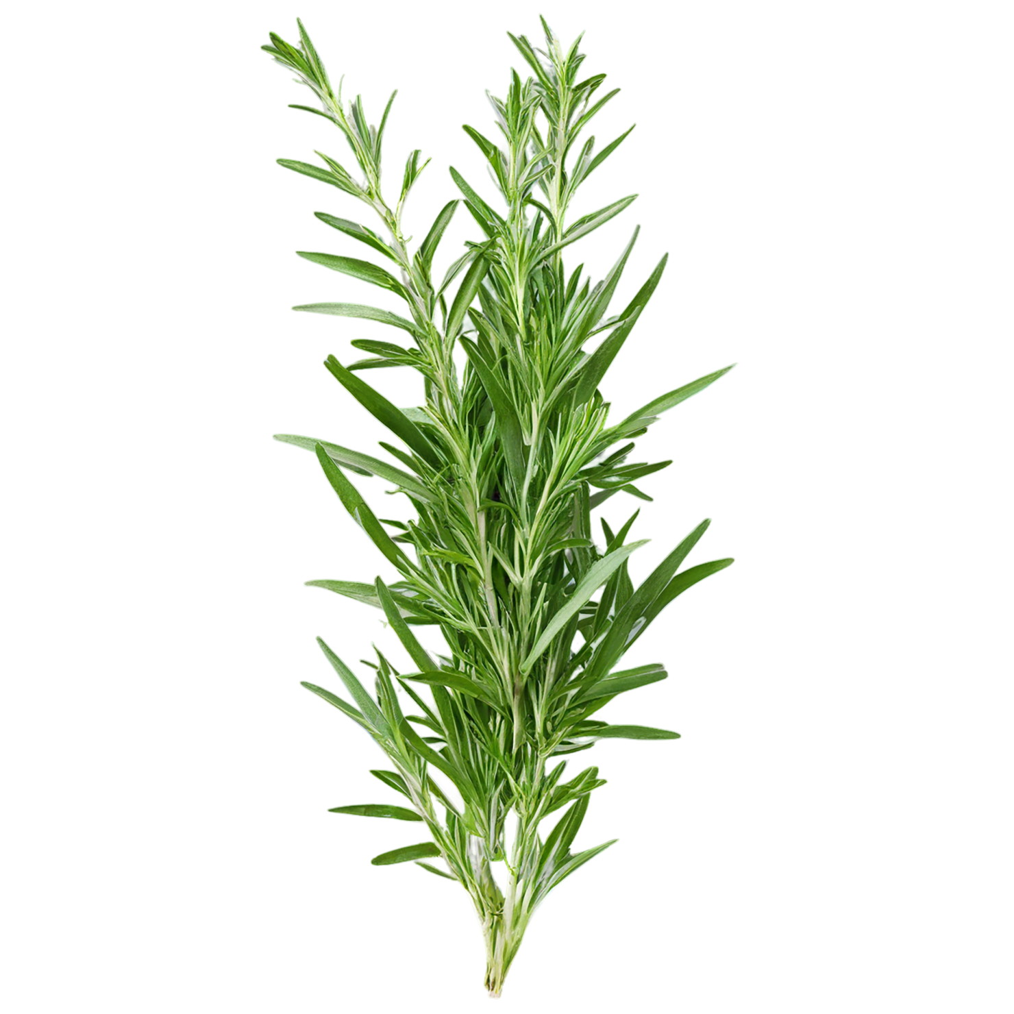 Tarragon herbs isolated on transparent background, #7353