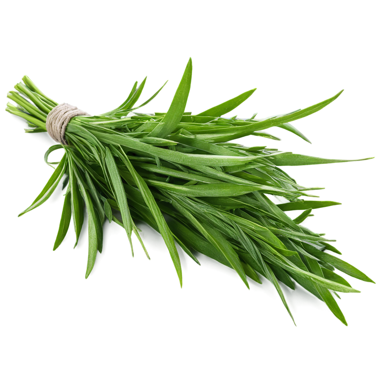 Tarragon herbs isolated on transparent background, #7355
