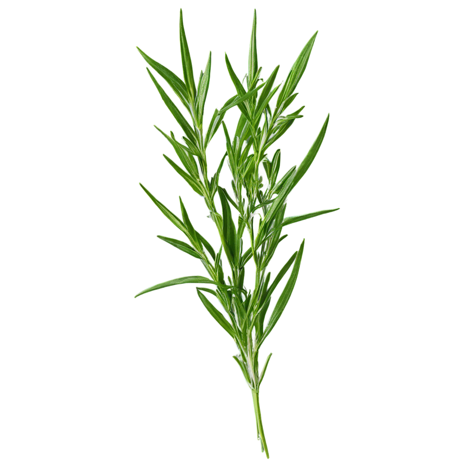 Tarragon herbs isolated on transparent background, #7357