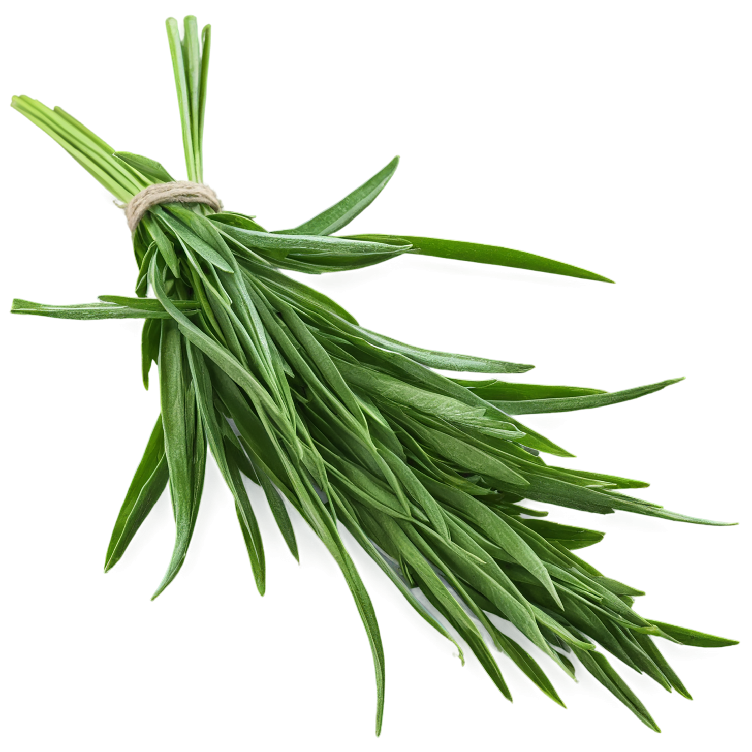 Tarragon herbs isolated on transparent background, #7358