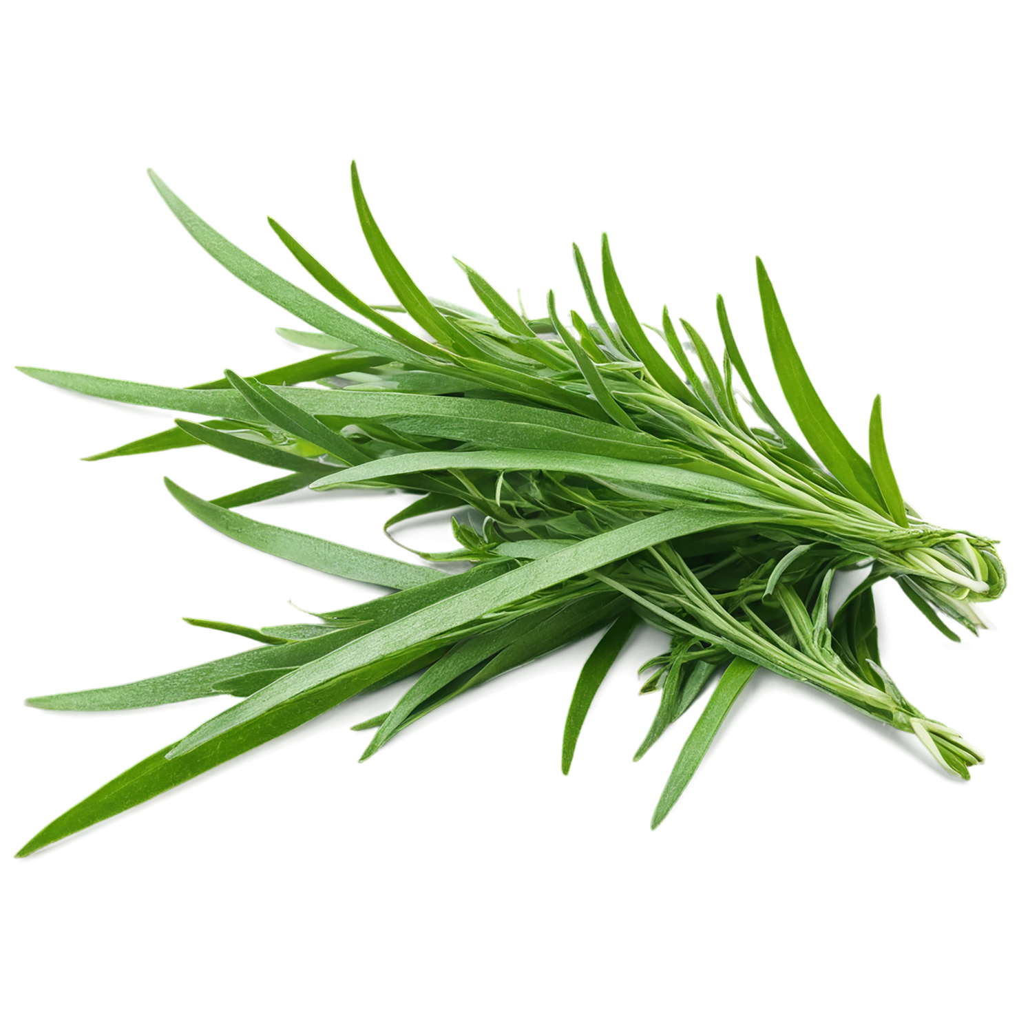 Tarragon herbs isolated on transparent background, #7359