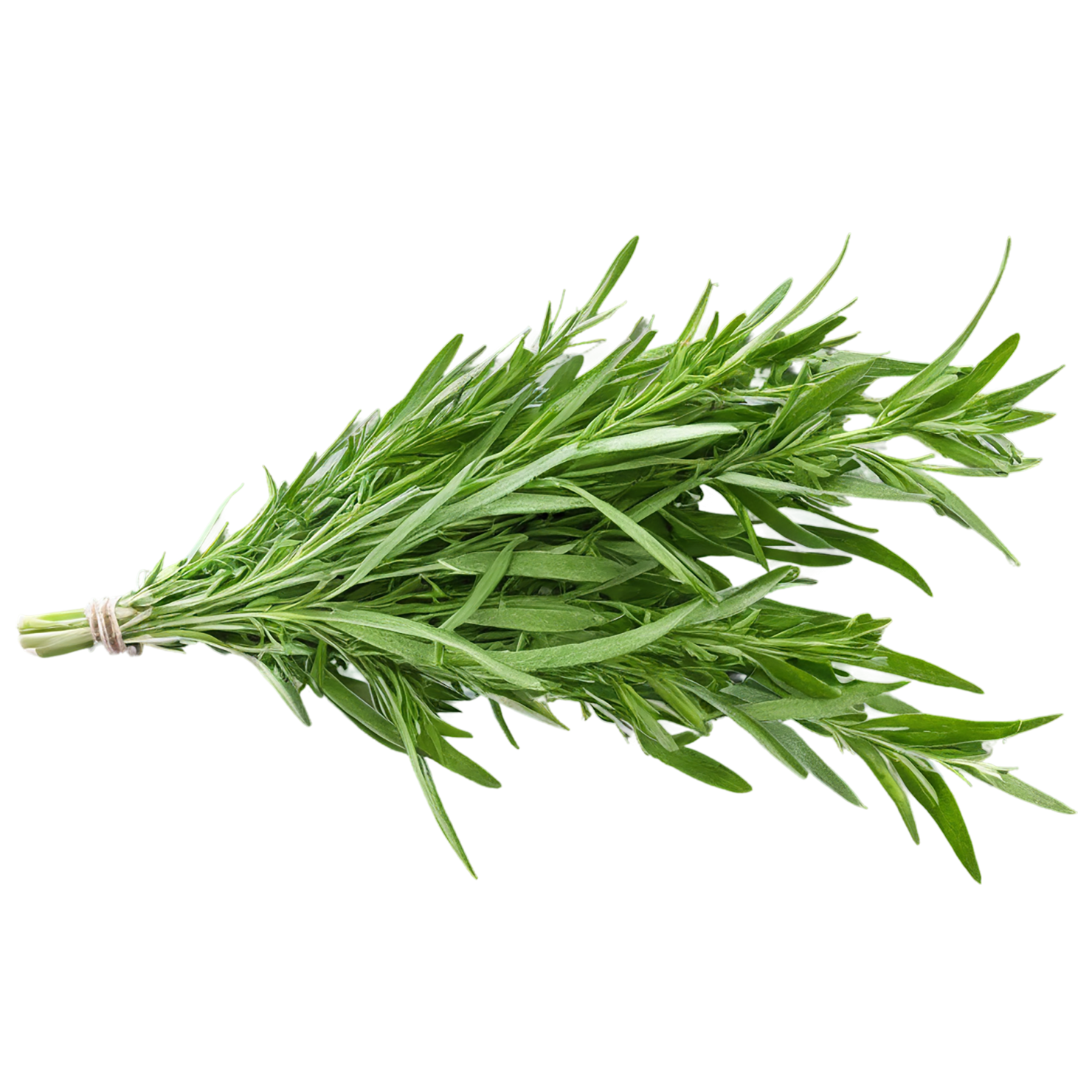 Tarragon herbs isolated on transparent background, #7360
