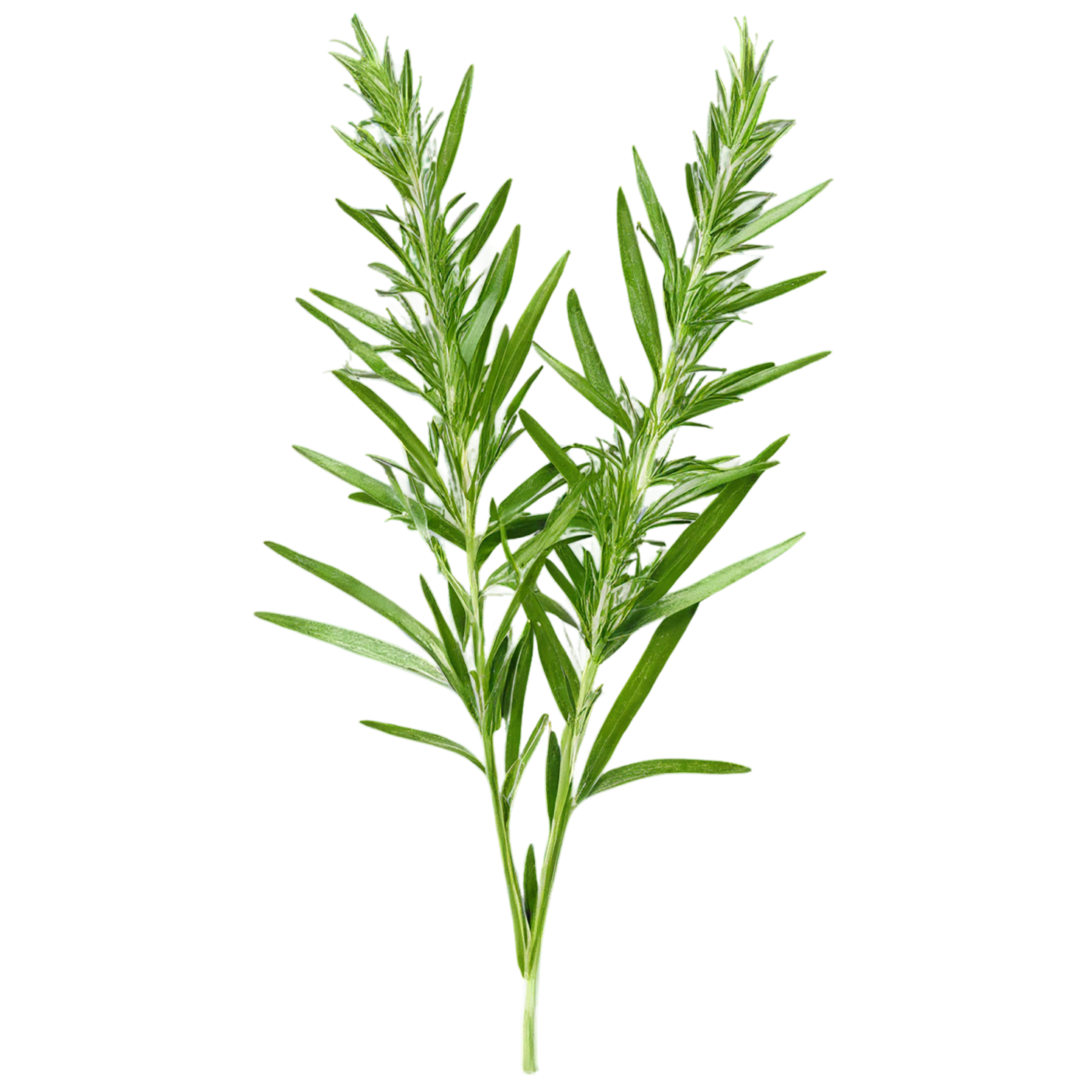 Tarragon herbs isolated on transparent background, #7361