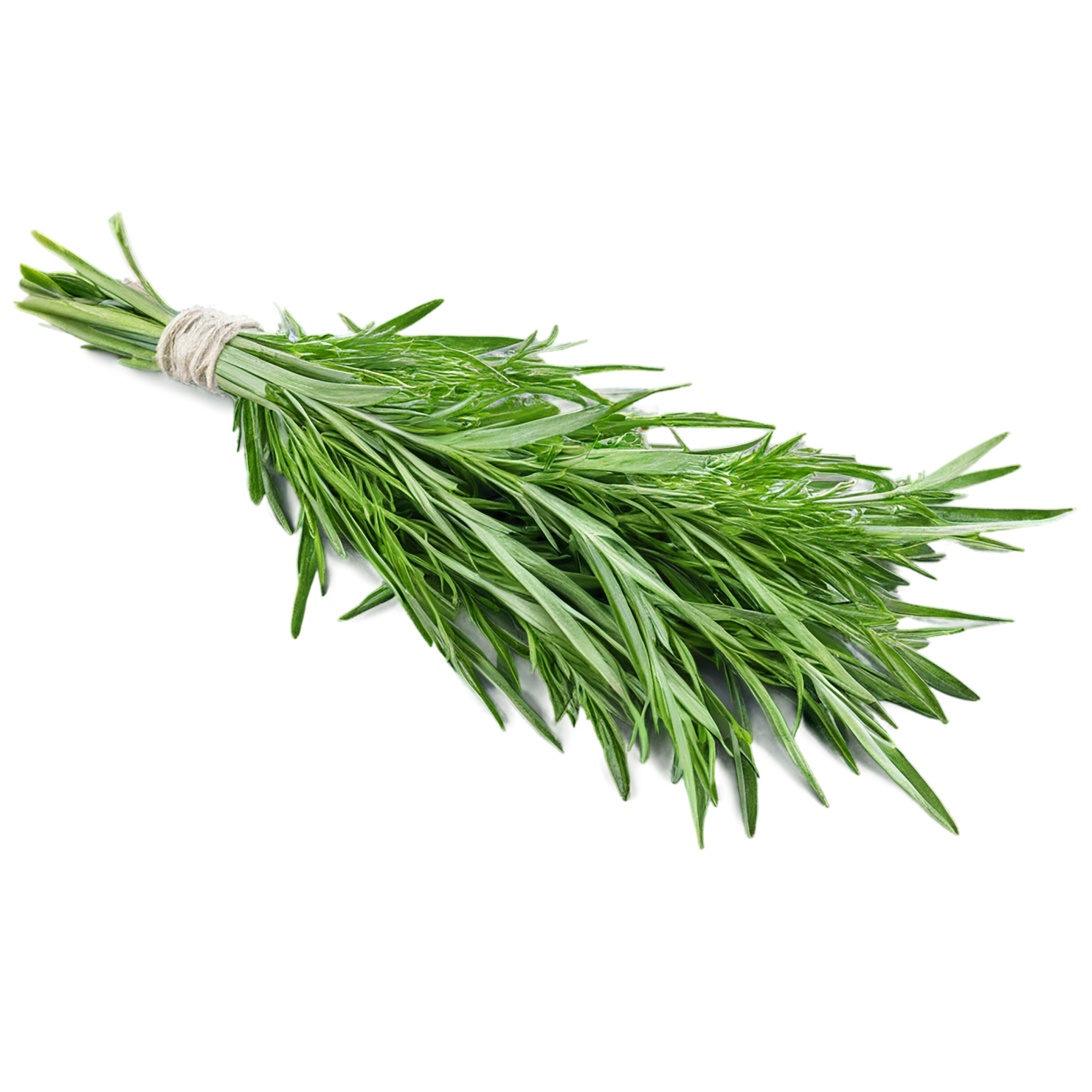 Tarragon herbs isolated on transparent background, #7362