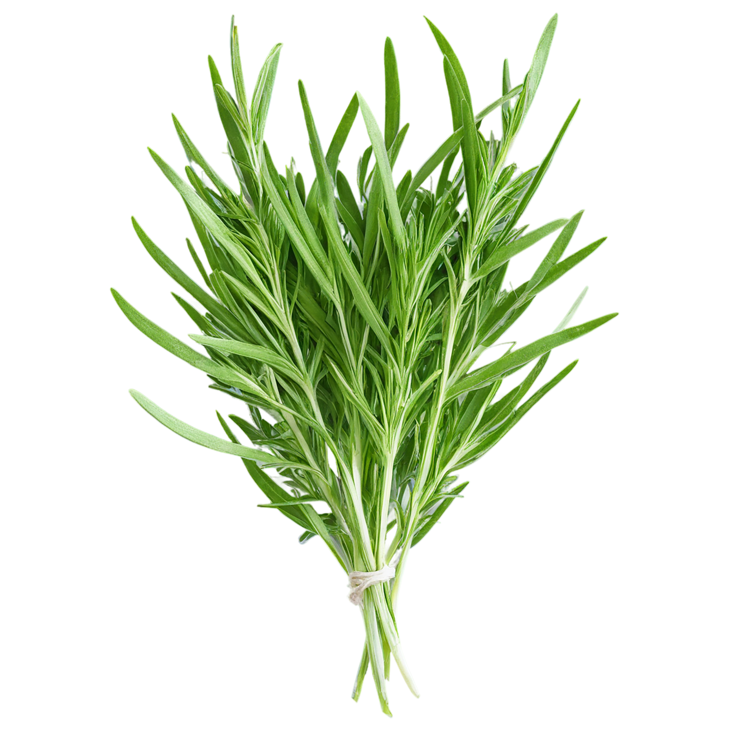 Tarragon herbs isolated on transparent background, #7364