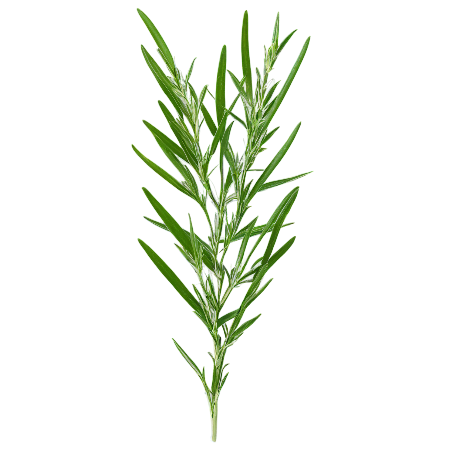 Tarragon herbs isolated on transparent background, #7365