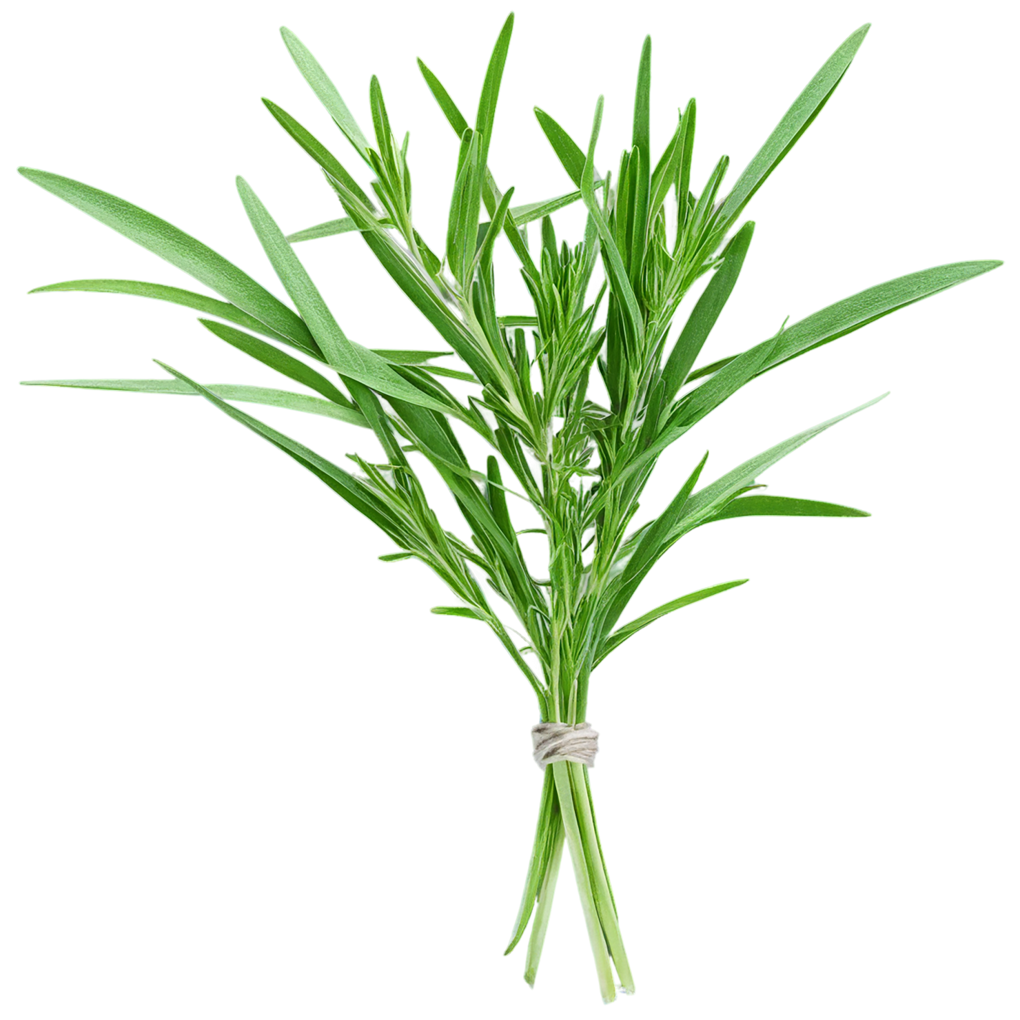 Tarragon herbs isolated on transparent background, #7366