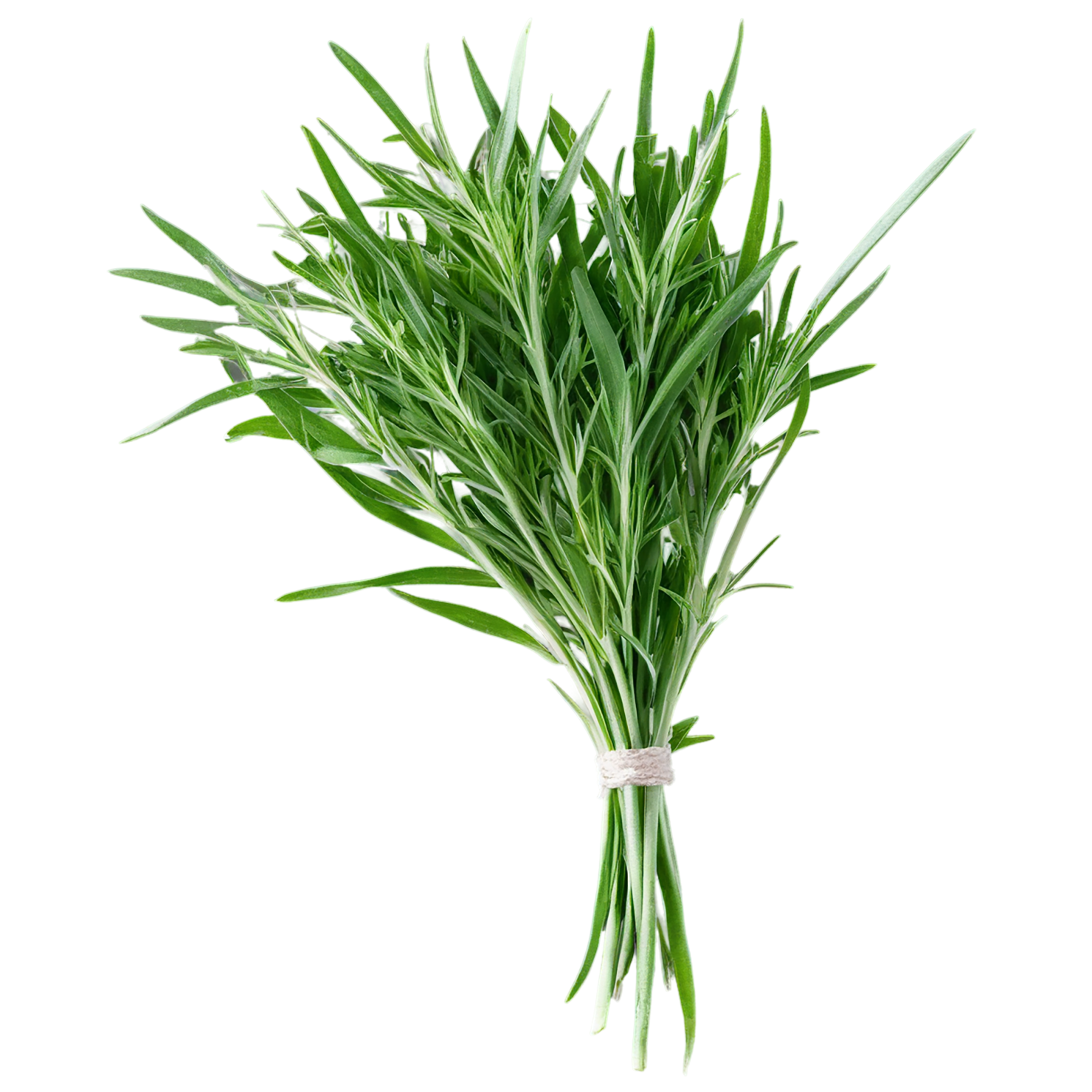 Tarragon herbs isolated on transparent background, #7367